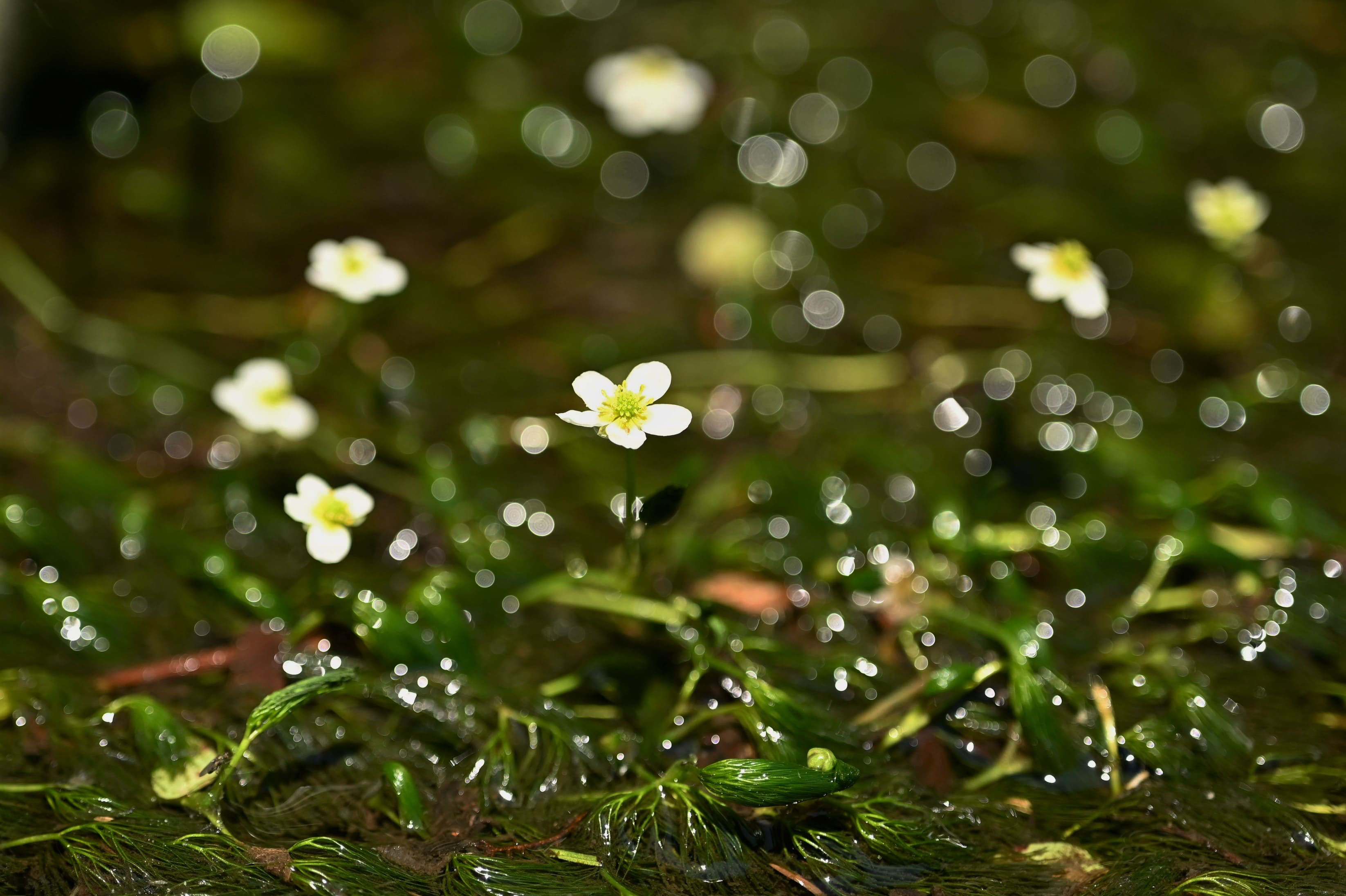 100本以上 熊本県産 バイカモ 稀少な日本の水草 【アナカリス も販売中】 100本以上熊本県産 バイカモ 梅花藻 稀少な日本の水草