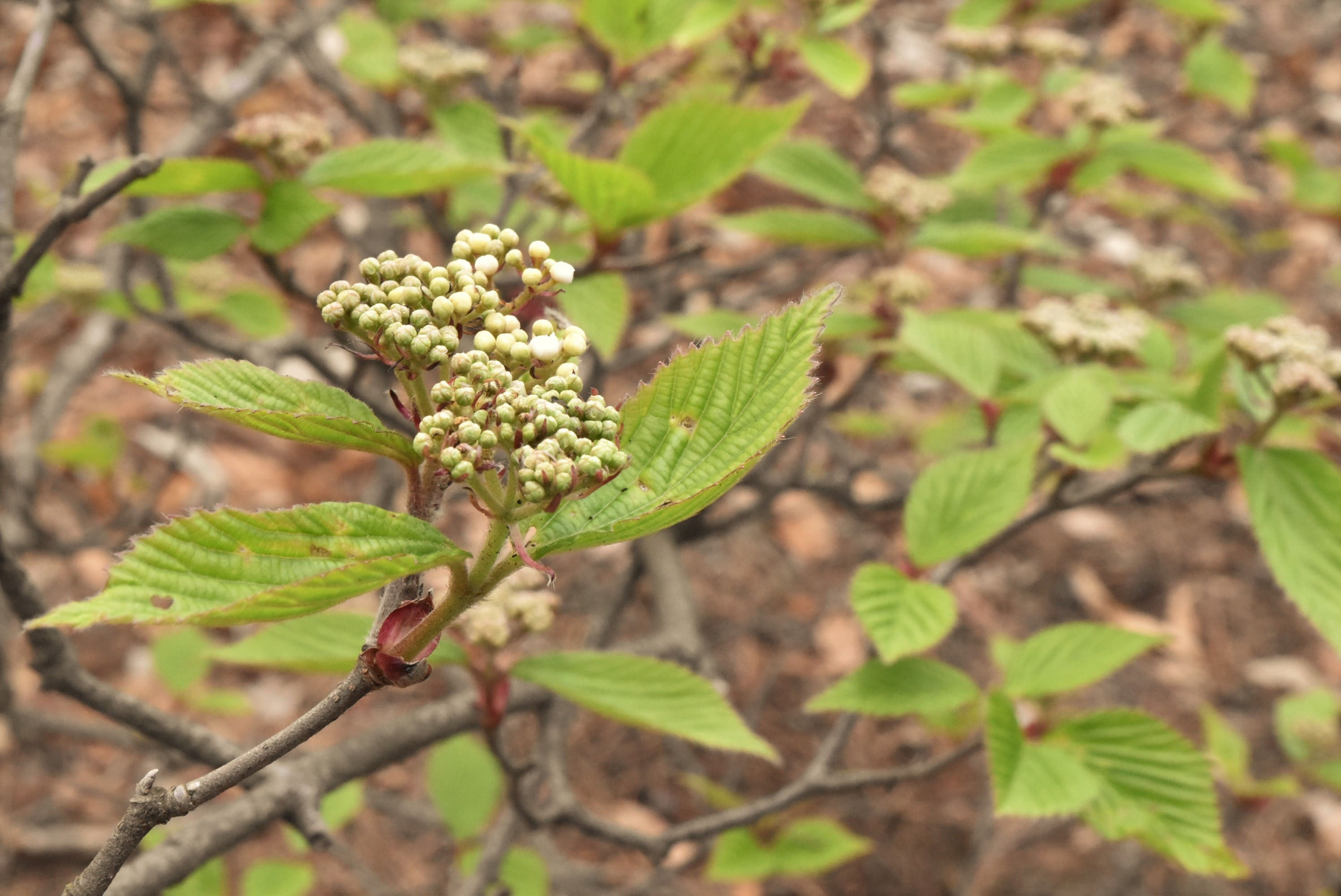 gosh山採り アオダモ ミヤマガマズミ 混合株 503 山採り アオダモ