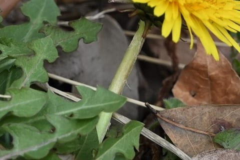 楽天市場】ニホンタンポポ(カンサイタンポポ) 種 : 千草園芸