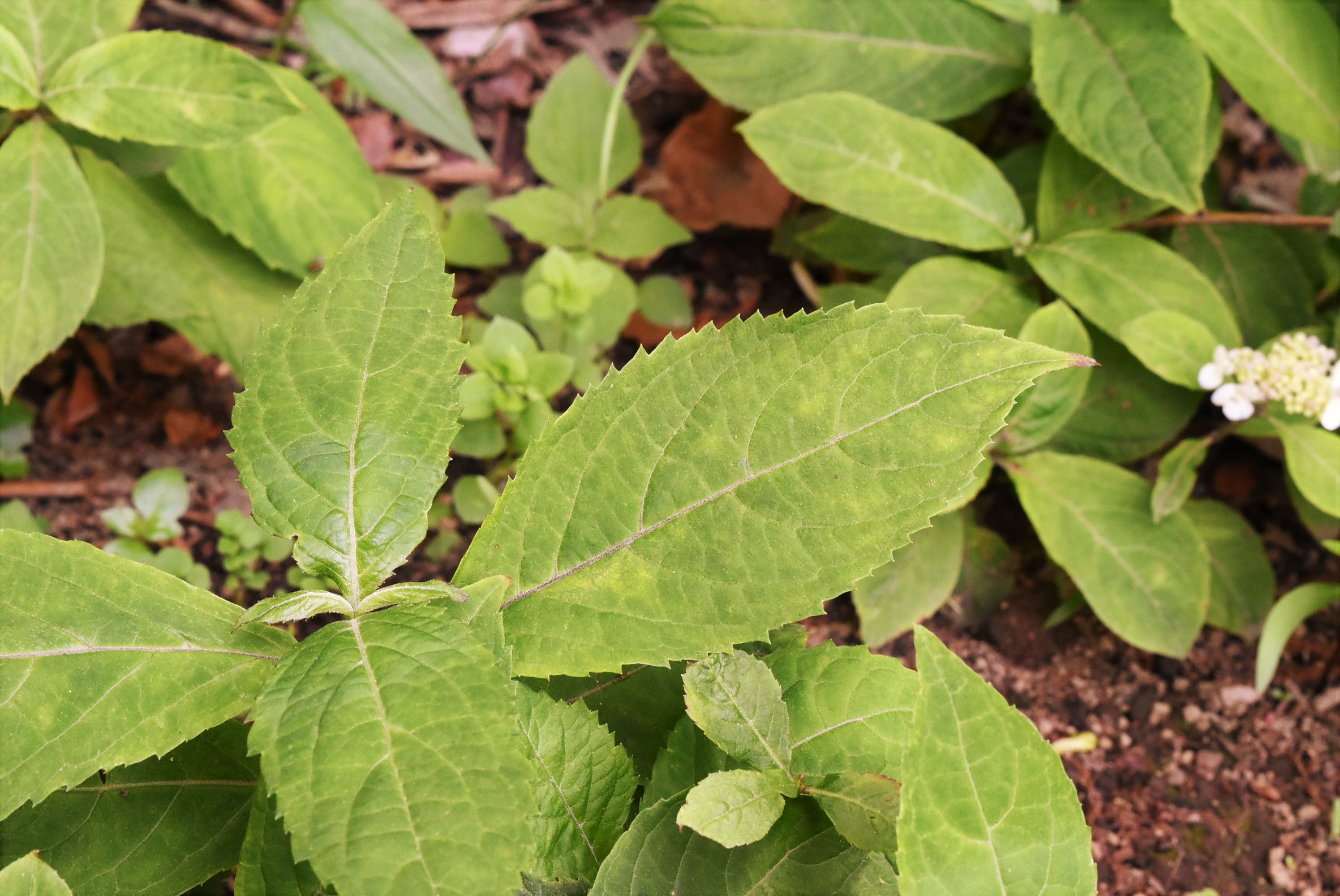 アマチャ 甘茶 庭木図鑑 植木ペディア アマチャ 甘茶 庭木図鑑 植木ペディア