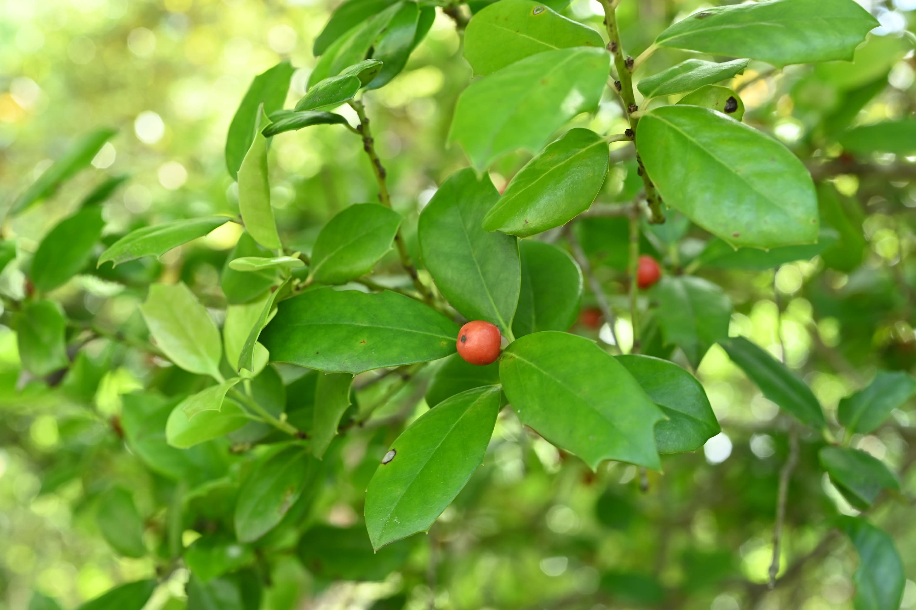 アメリカヒイラギ 庭木図鑑 植木ペディア