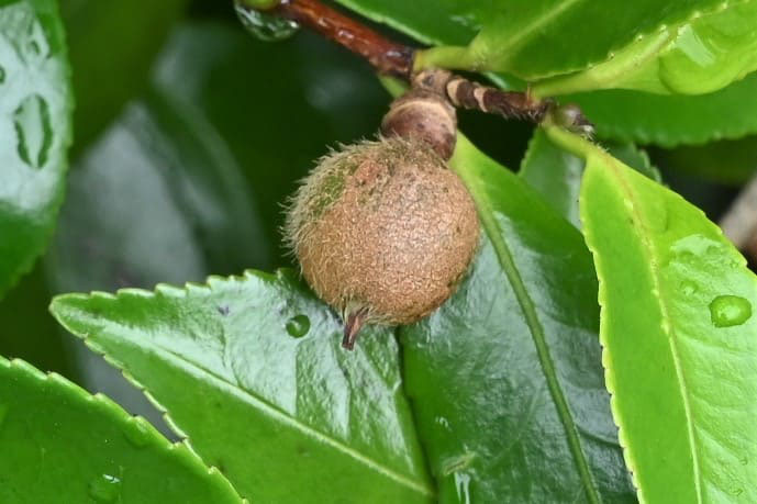 カンツバキ 寒椿 庭木図鑑 植木ペディア カンツバキ 寒椿 庭木図鑑 植木ペディア