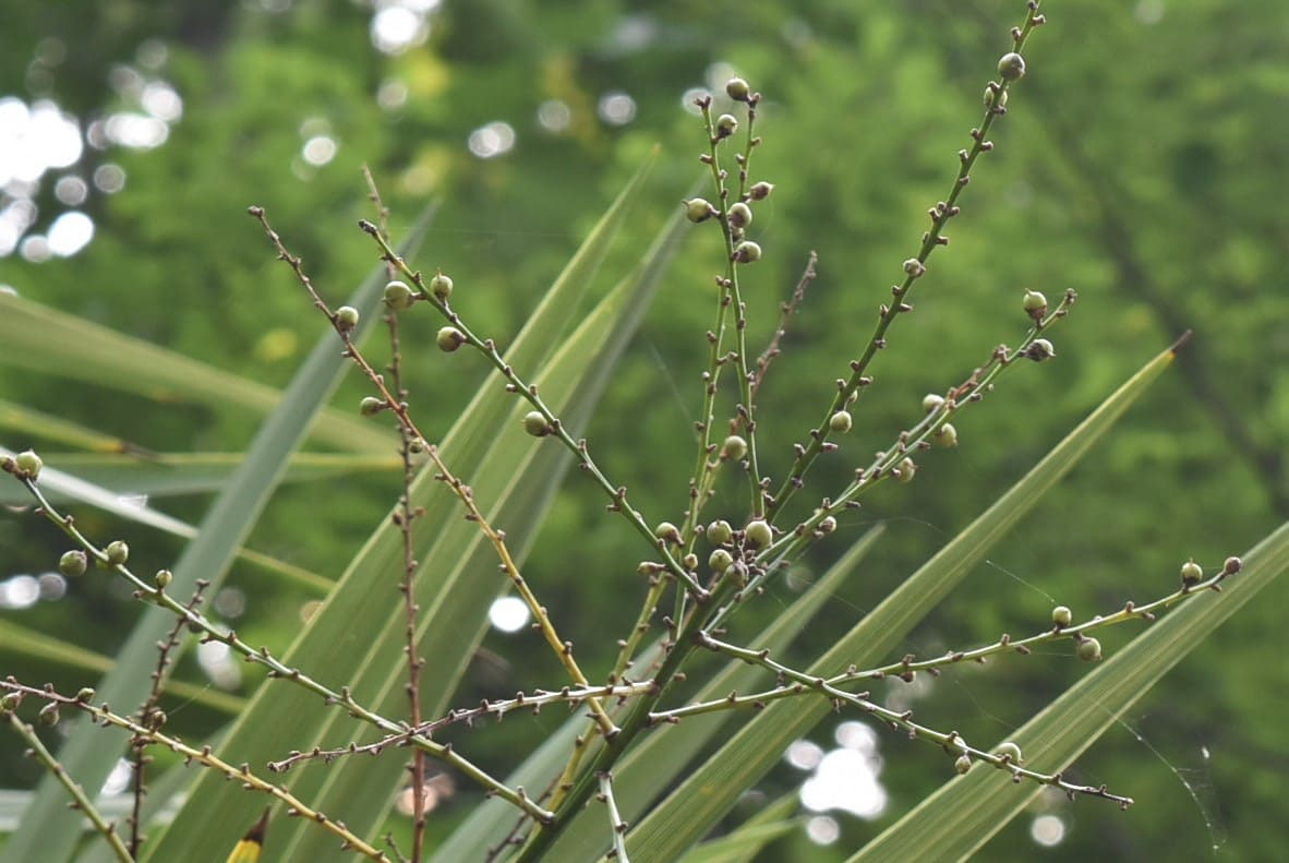 ニオイシュロラン においしゅろらん 庭木図鑑 植木ペディア