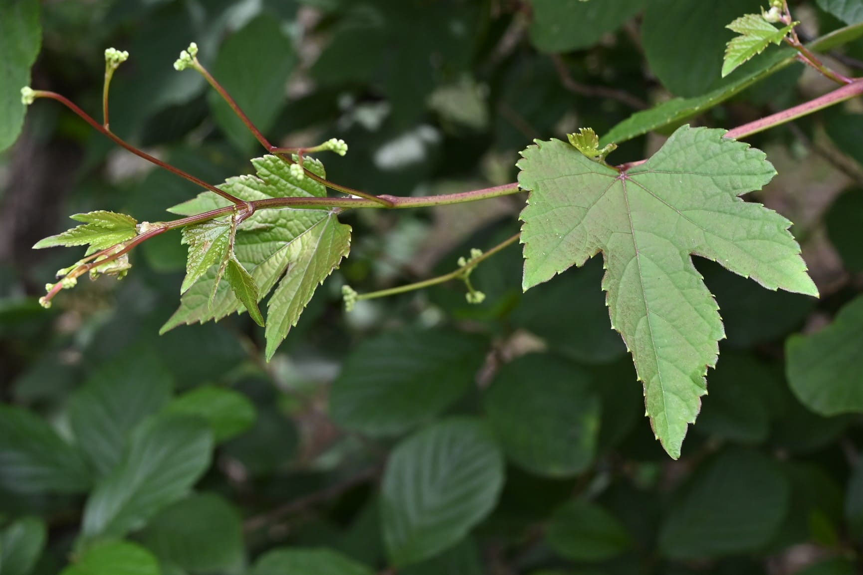 ノブドウ のぶどう 野葡萄 庭木図鑑 植木ペディア