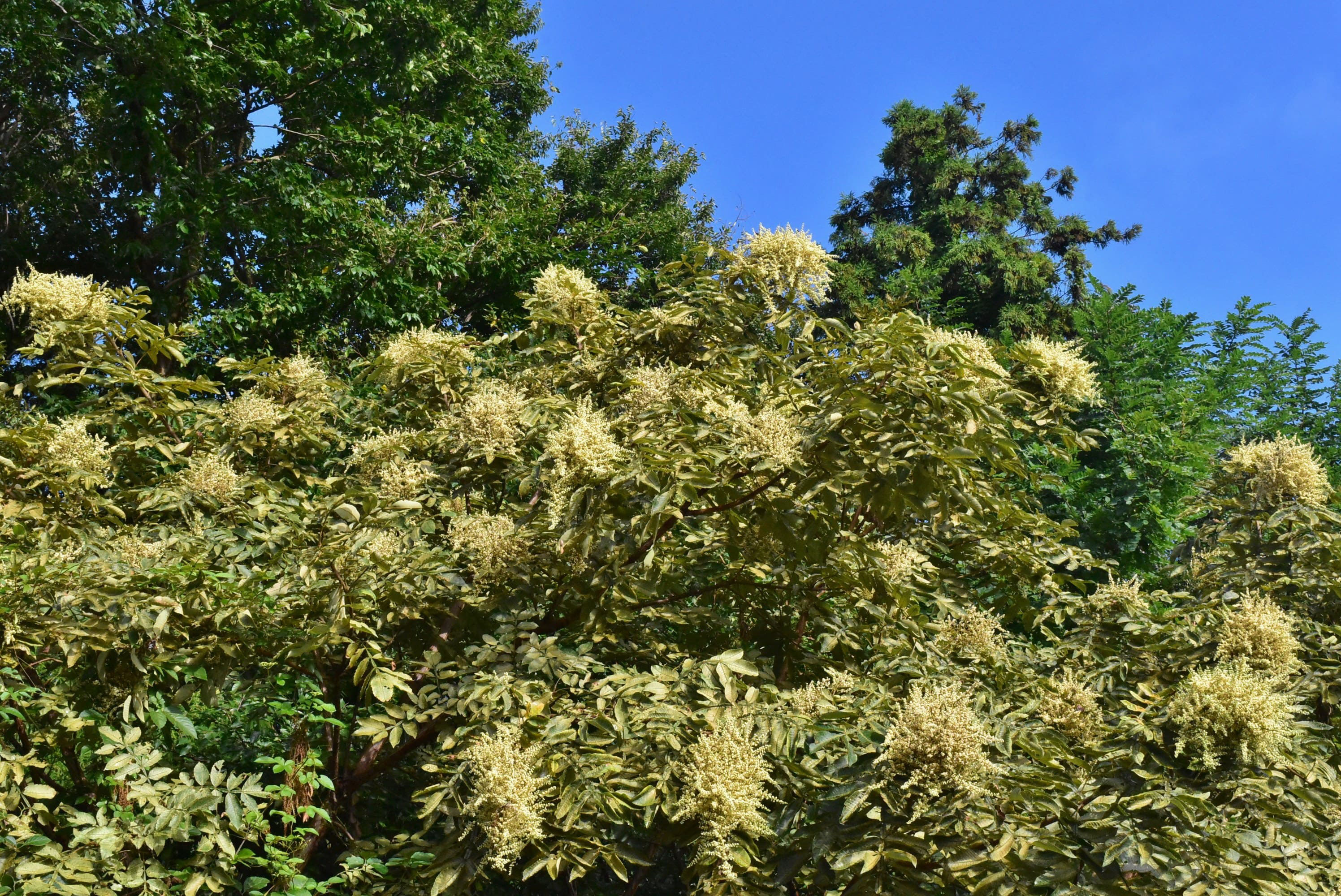 ヌルデ 白膠木 庭木図鑑 植木ペディア