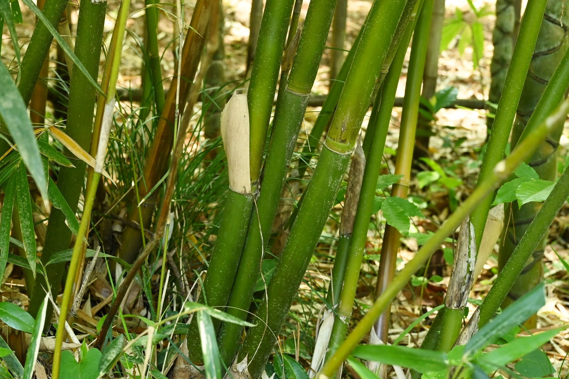 ホウライチク／ほうらいちく／蓬莱竹 - 庭木図鑑 植木ペディア