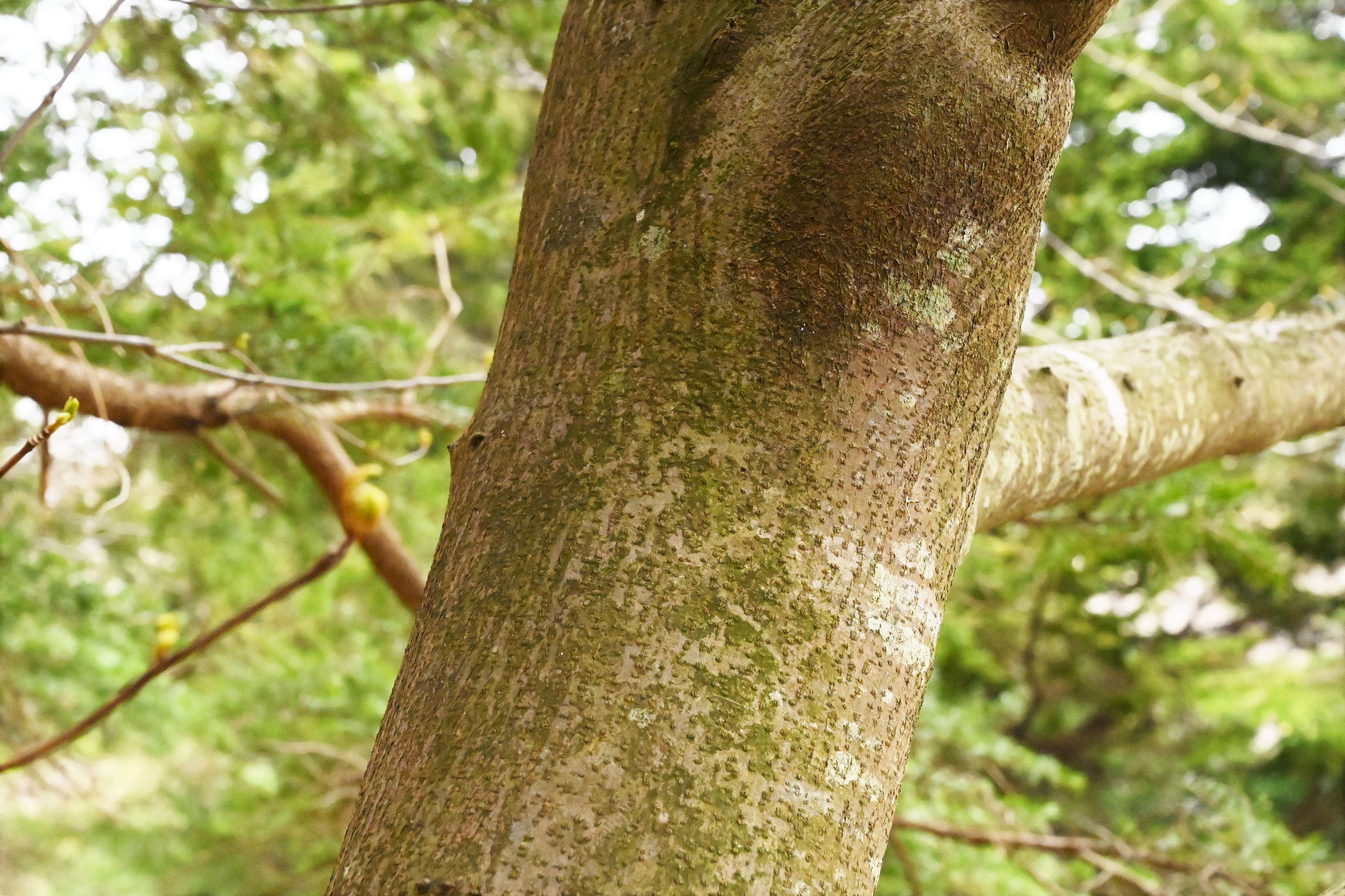 ニガキ 苦木 庭木図鑑 植木ペディア ニガキ 苦木 庭木図鑑 植木ペディア