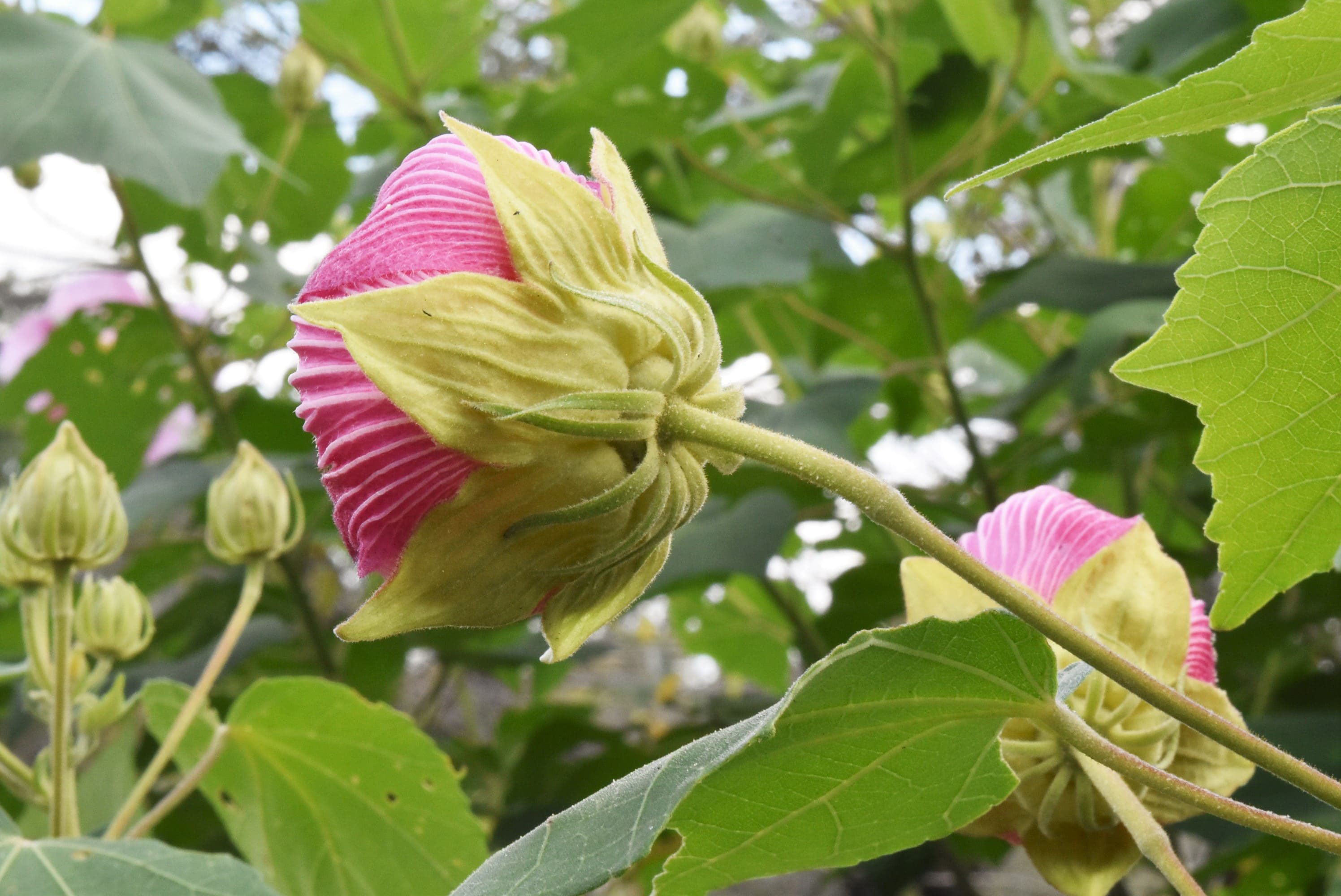 フヨウ 芙蓉 庭木図鑑 植木ペディア