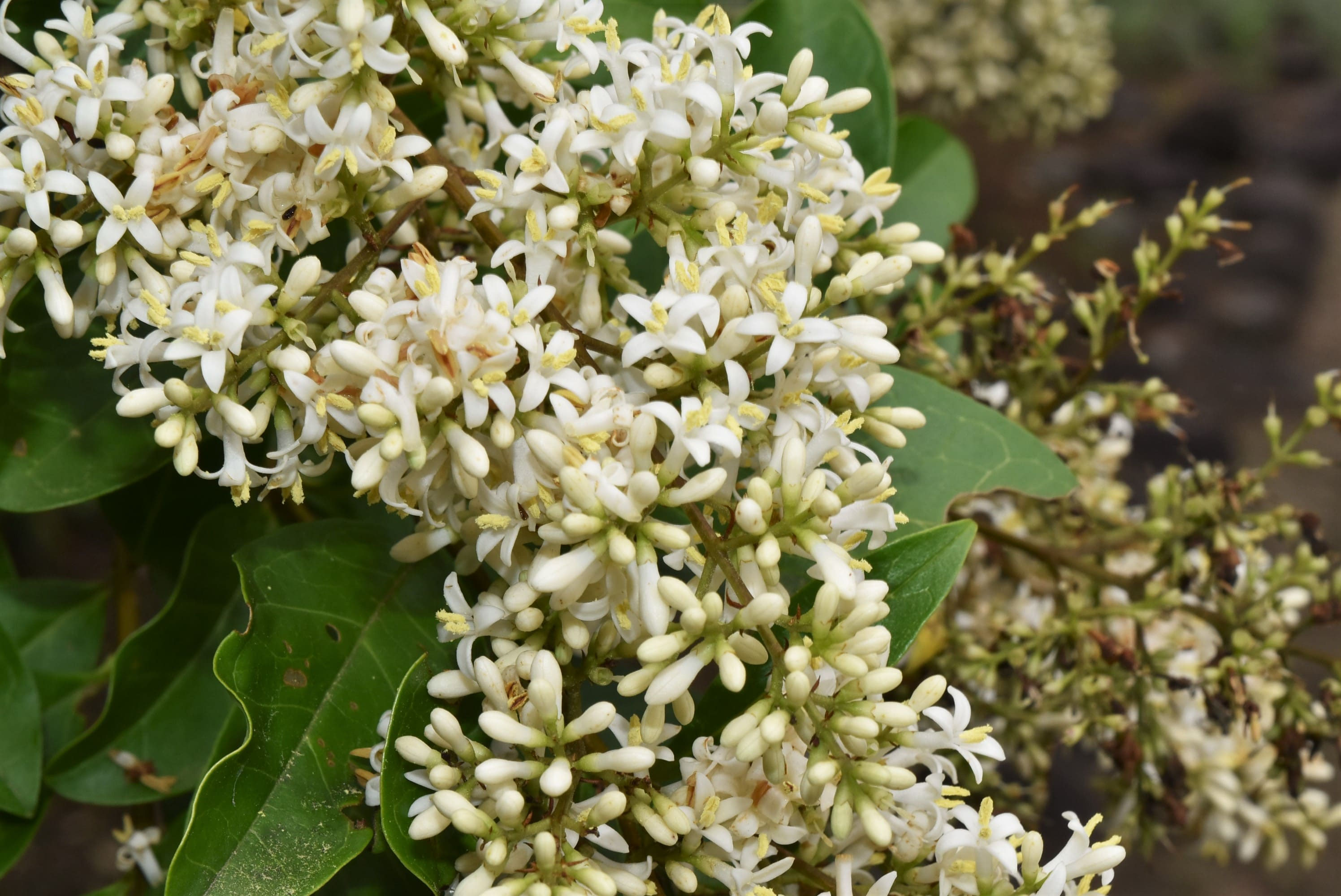 ✨✨✨オキナワイボタ【涼盆栽◎美肌】検/イボタ/美株品/水蝋樹 ✨✨✨オキナワイボタ【涼盆栽◎美肌】検/イボタ/美株品/水蝋