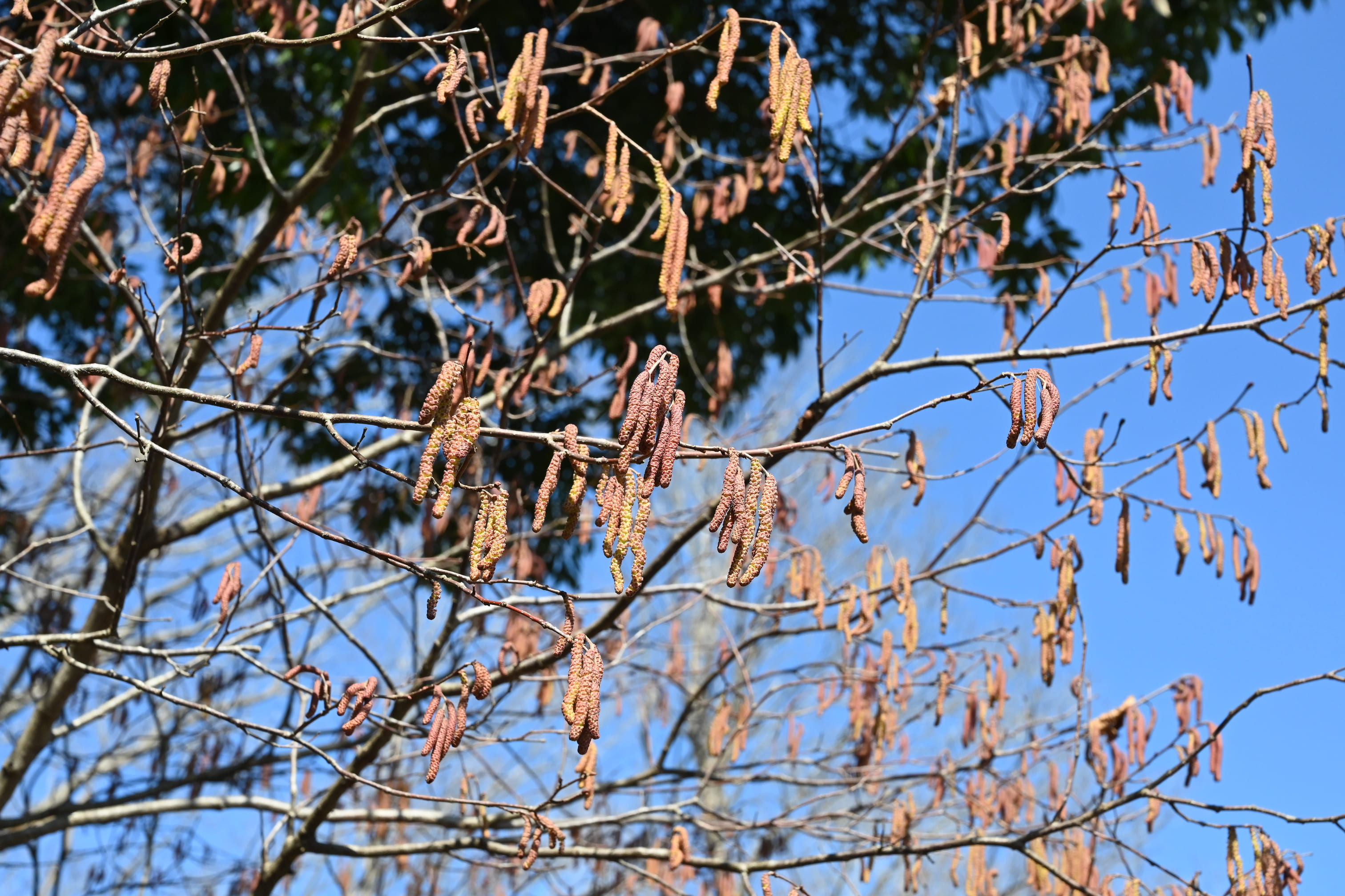 ハシバミ　ハンノキ ハシバミ／はしばみ／榛 - 庭木図鑑 植木ペディア