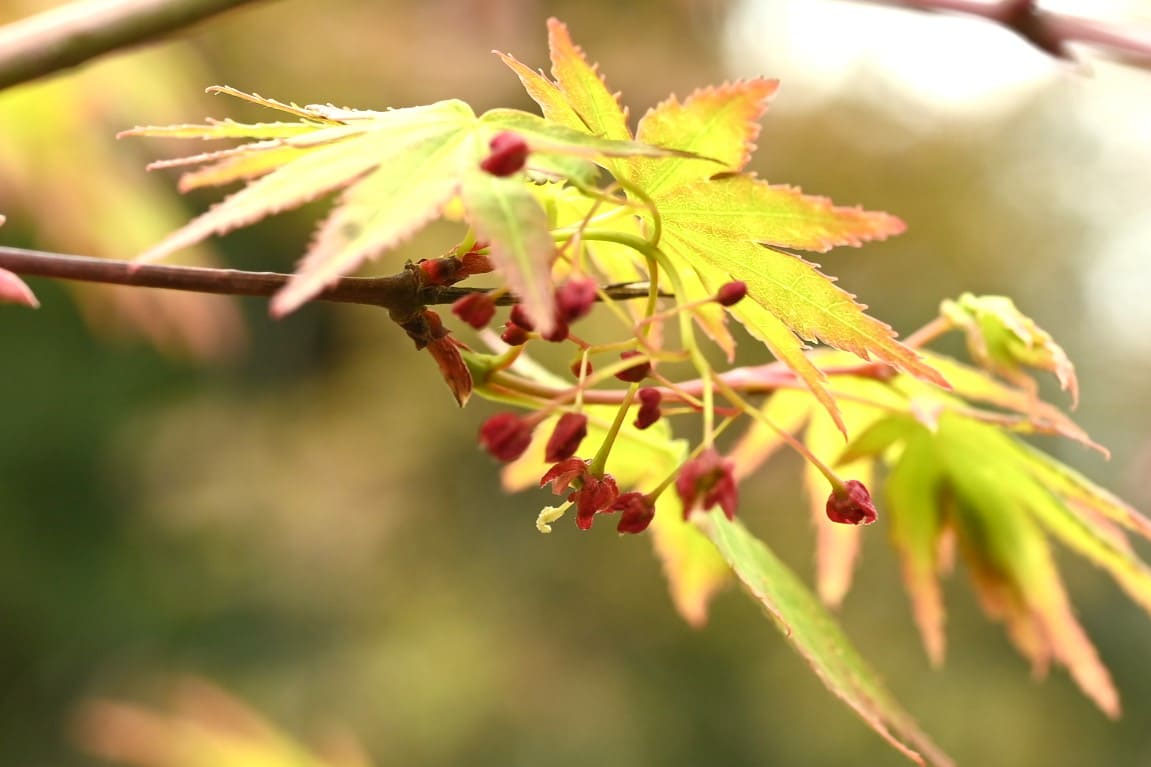 bobioヤマモミジ ヤマモミジ／やまもみじ／山紅葉 - 庭木図鑑 植木ペディア