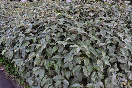 ナワシログミ（苗代茱萸） - 庭木図鑑 植木ペディア