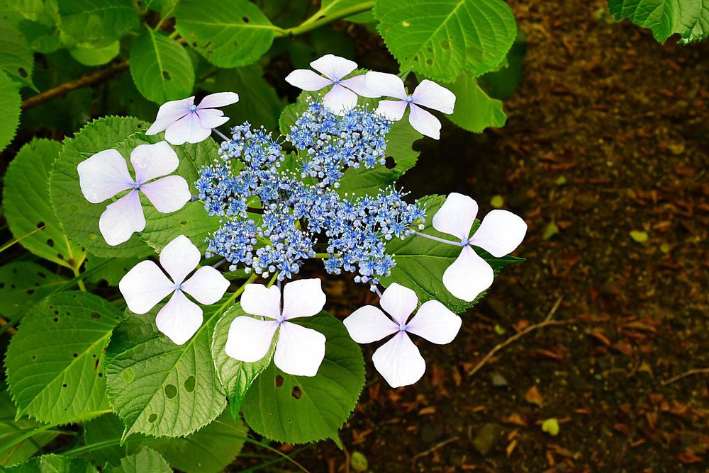 グランドセイコー セール あじさい 額紫陽花 植木・花木・庭木】ガクアジサイ 青花 6 大株 ガーデニング