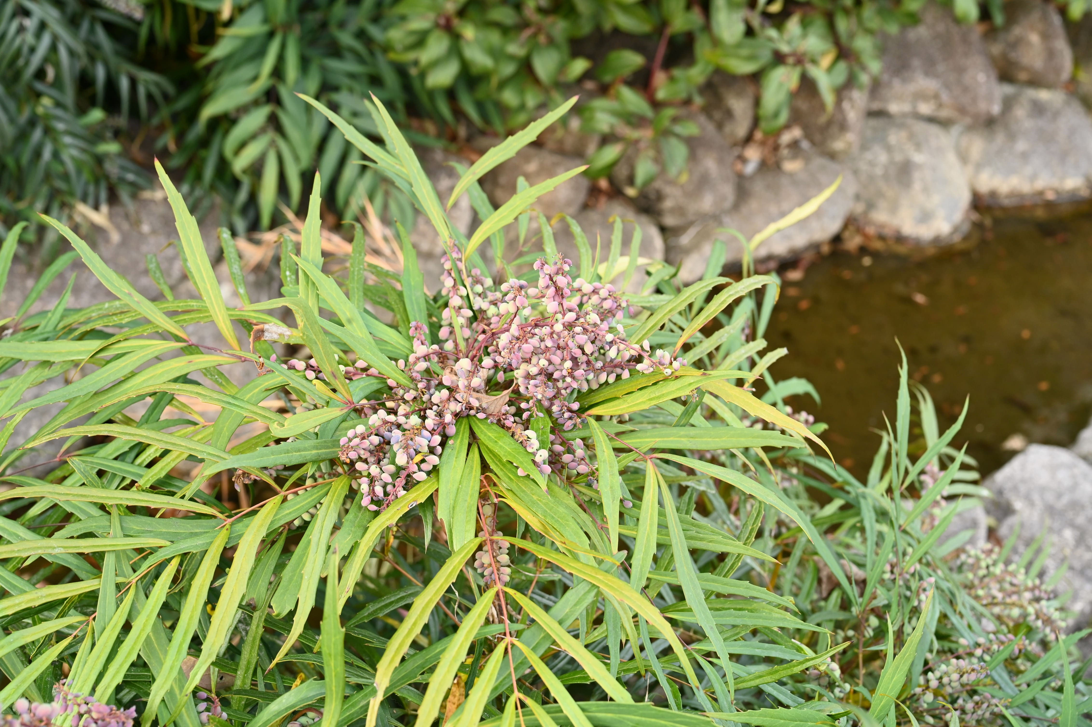 マホニアコンフューサ - 庭木図鑑 植木ペディア
