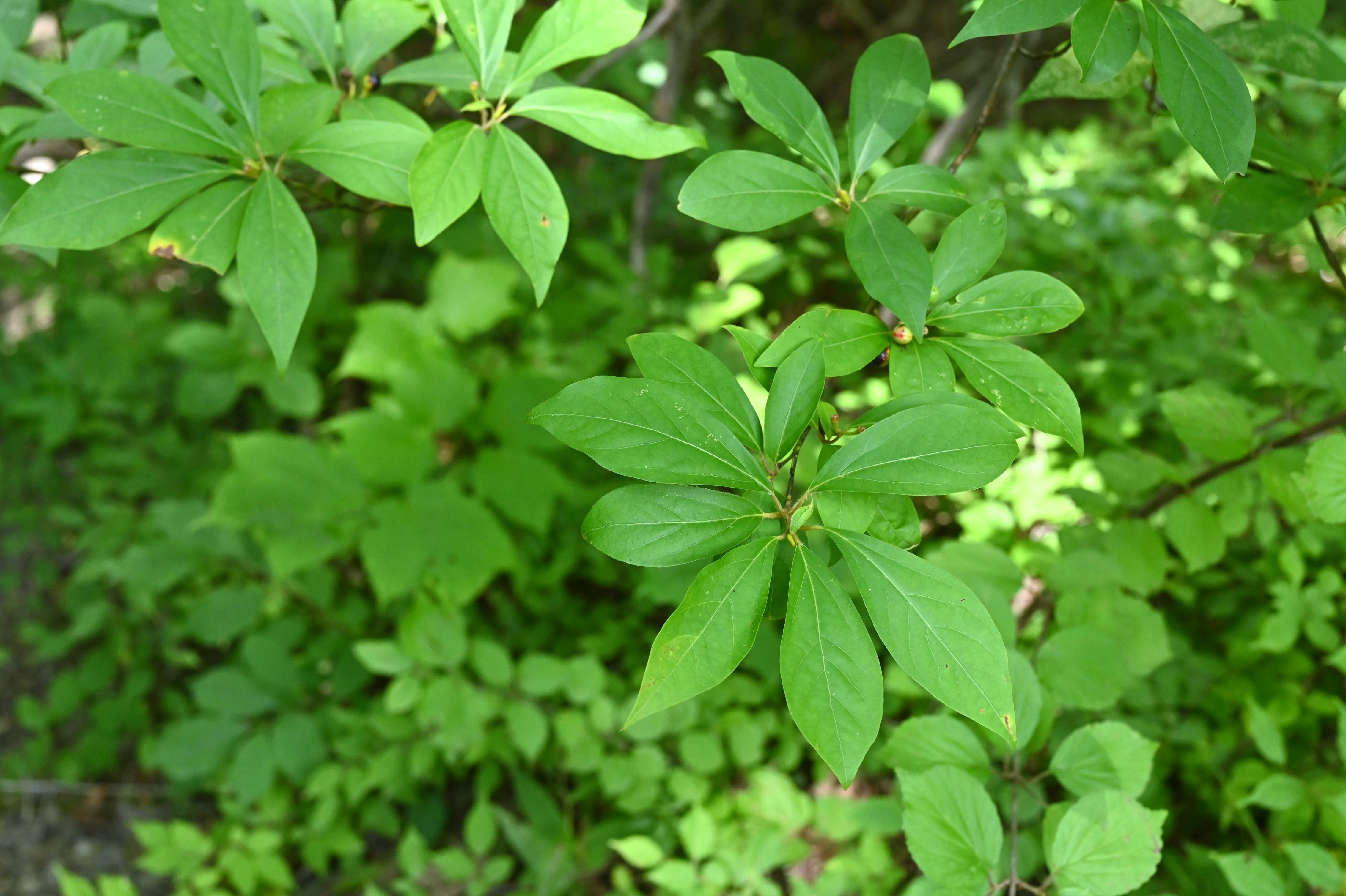 クロモジ（黒文字） - 庭木図鑑 植木ペディア