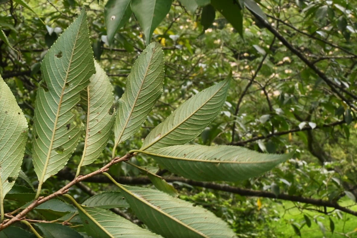エドヒガン 庭木図鑑 植木ペディア