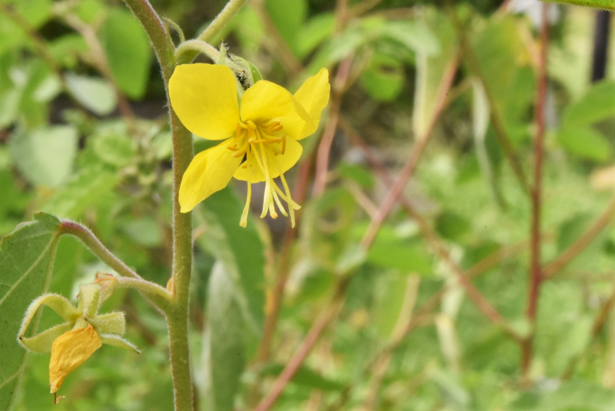 カラスノゴマ からすのごま 烏の胡麻 庭木図鑑 植木ペディア