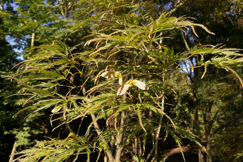 ベニシダレ 庭木図鑑 植木ペディア ベニシダレ 庭木図鑑 植木ペディア