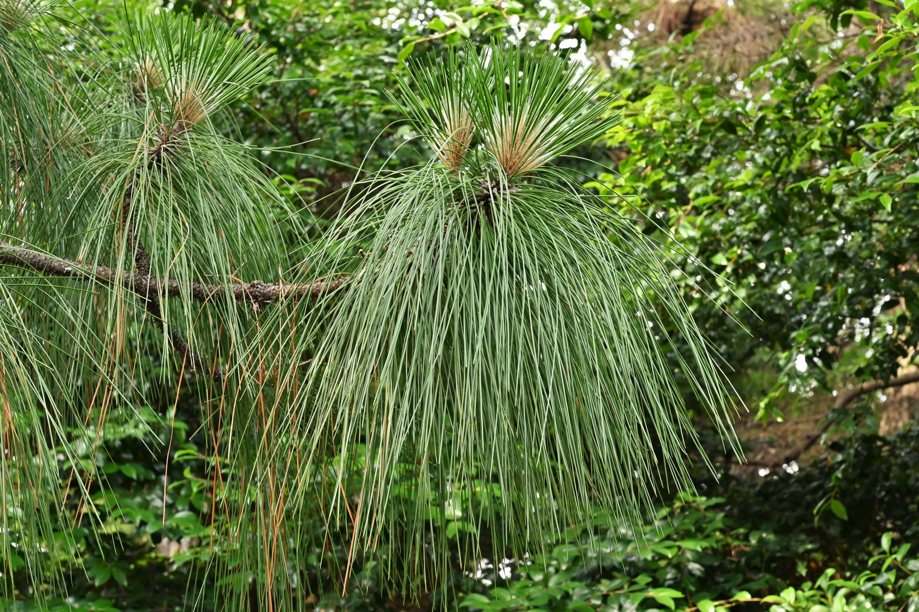 ダイオウショウ 大王松 庭木図鑑 植木ペディア