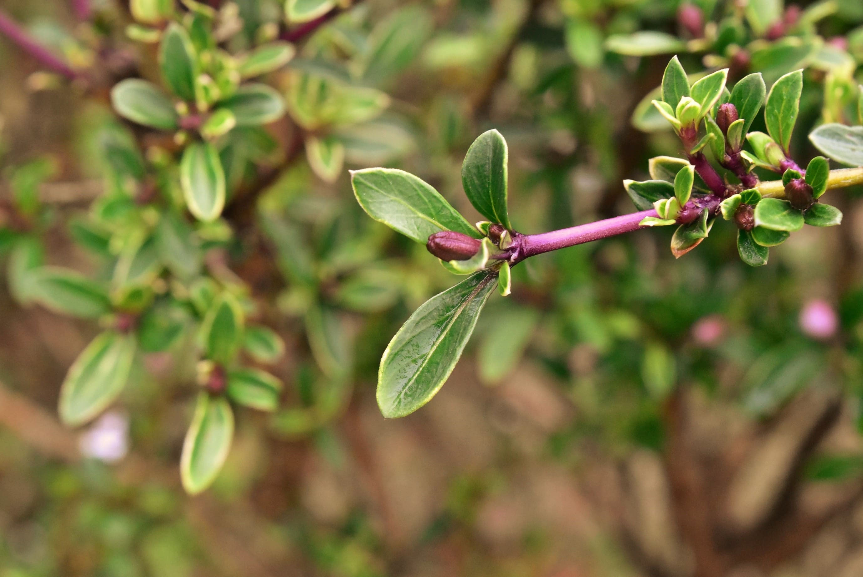 ハクチョウゲ 白丁花 庭木図鑑 植木ペディア