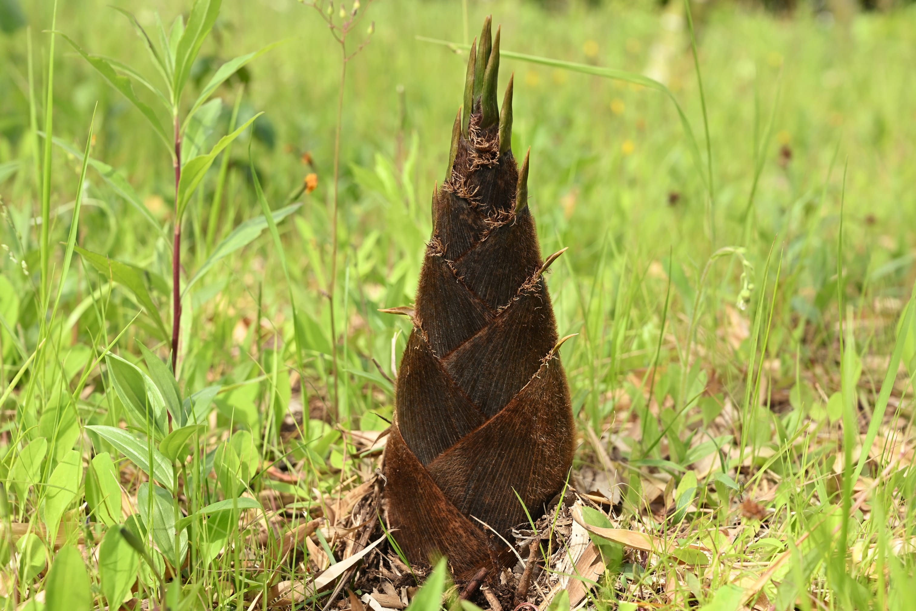 モウソウチク 庭木図鑑 植木ペディア