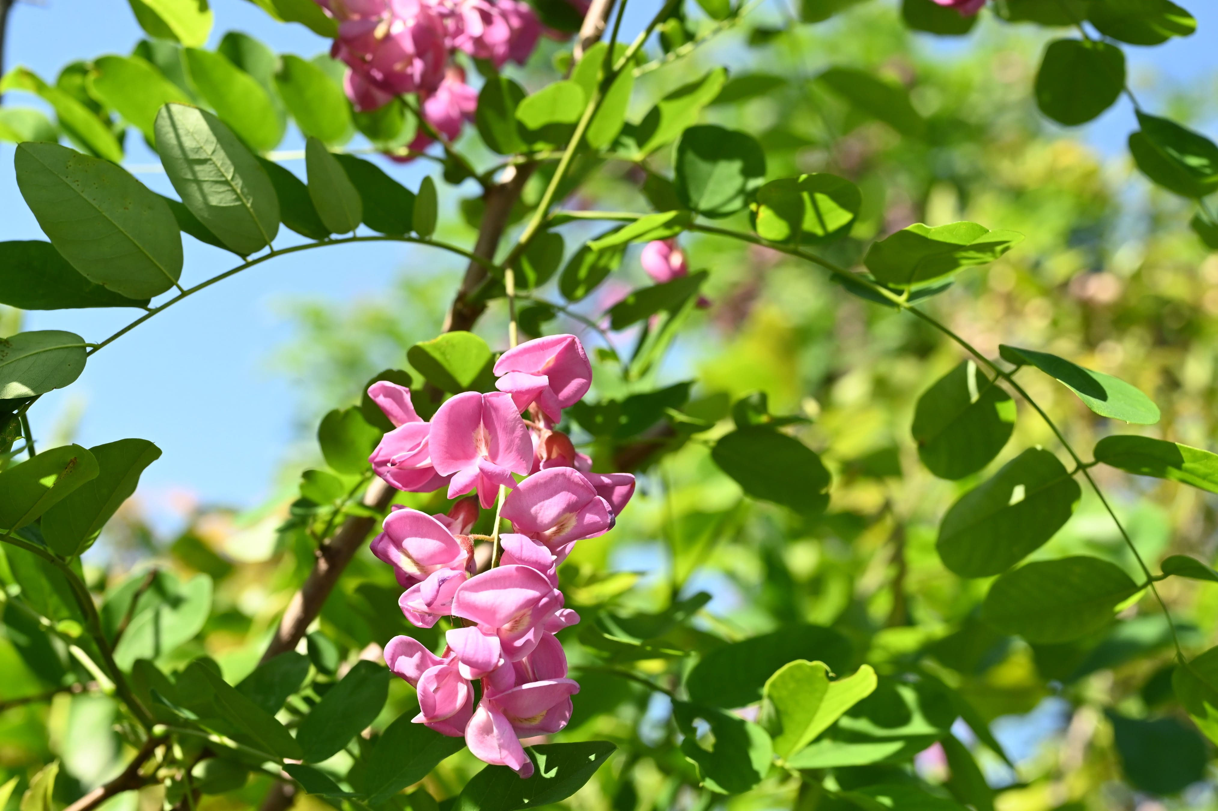 ニセアカシア - 庭木図鑑 植木ペディア