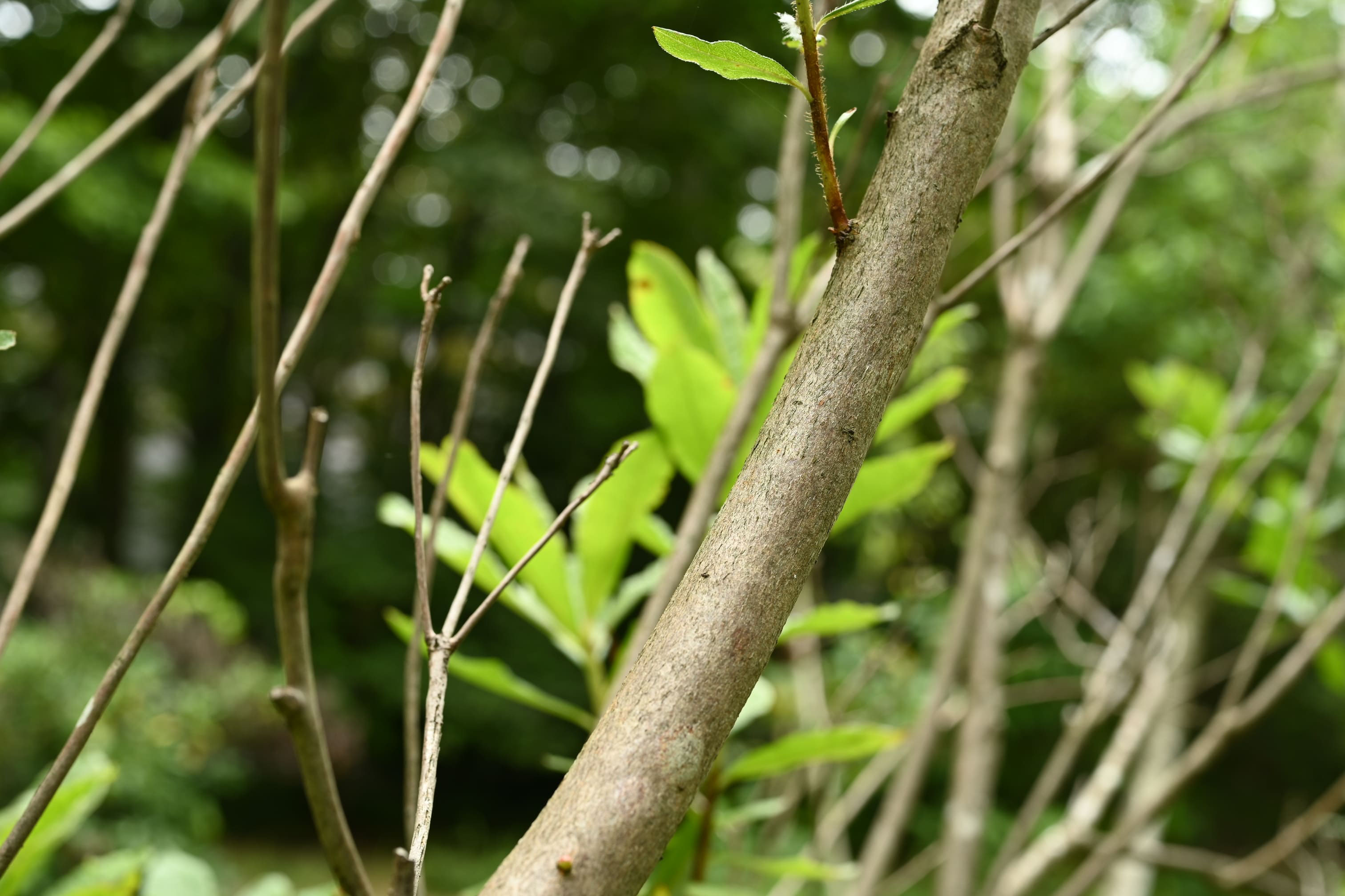 レンゲツツジ れんげつつじ 蓮華躑躅 庭木図鑑 植木ペディア レンゲツツジ れんげつつじ 蓮華躑躅 庭木図鑑 植木ペディア