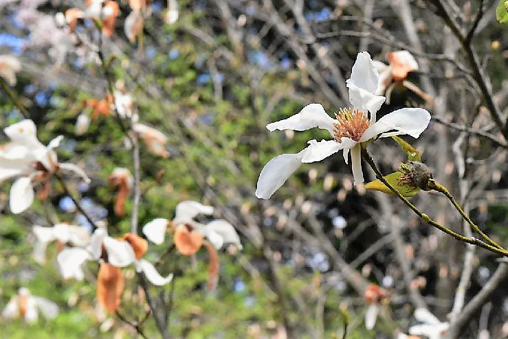 タムシバ 田虫葉 庭木図鑑 植木ペディア