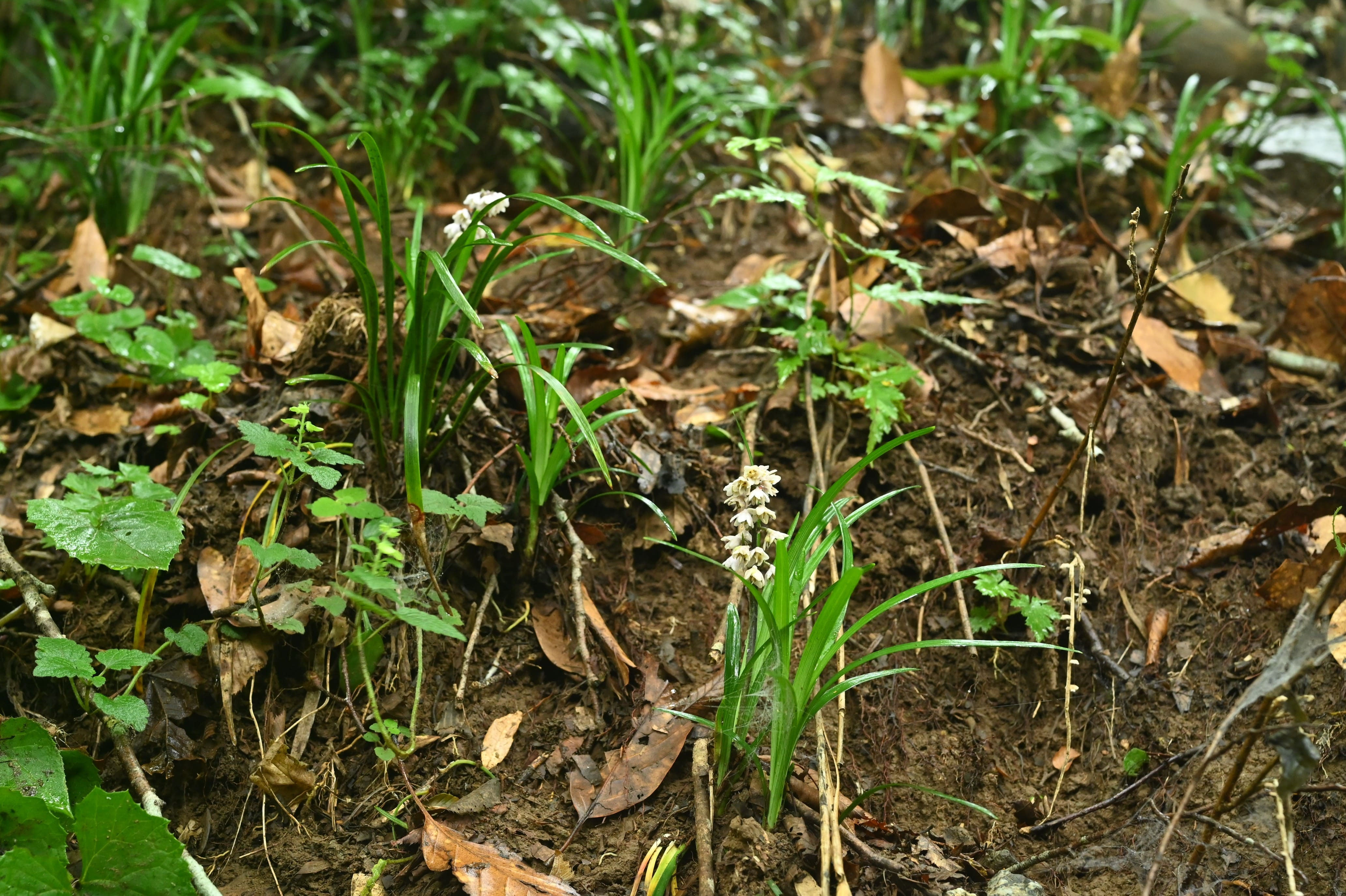 オオバジャノヒゲ おおばじゃのひげ 庭木図鑑 植木ペディア オオバジャノヒゲ おおばじゃのひげ 庭木図鑑 植木ペディア