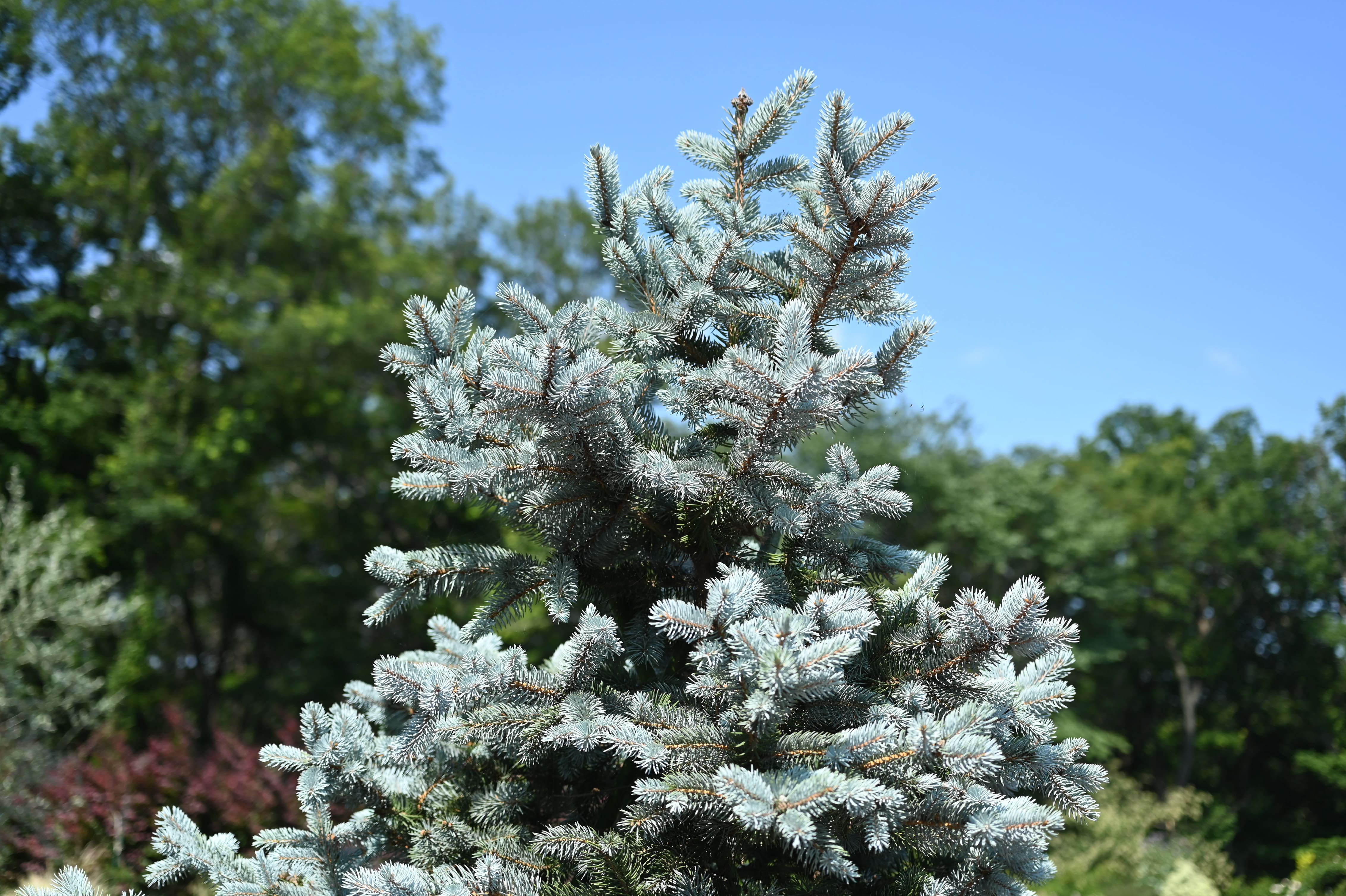 プンゲンストウヒ - 庭木図鑑 植木ペディア プンゲンストウヒ - 庭木図鑑 植木ペディア