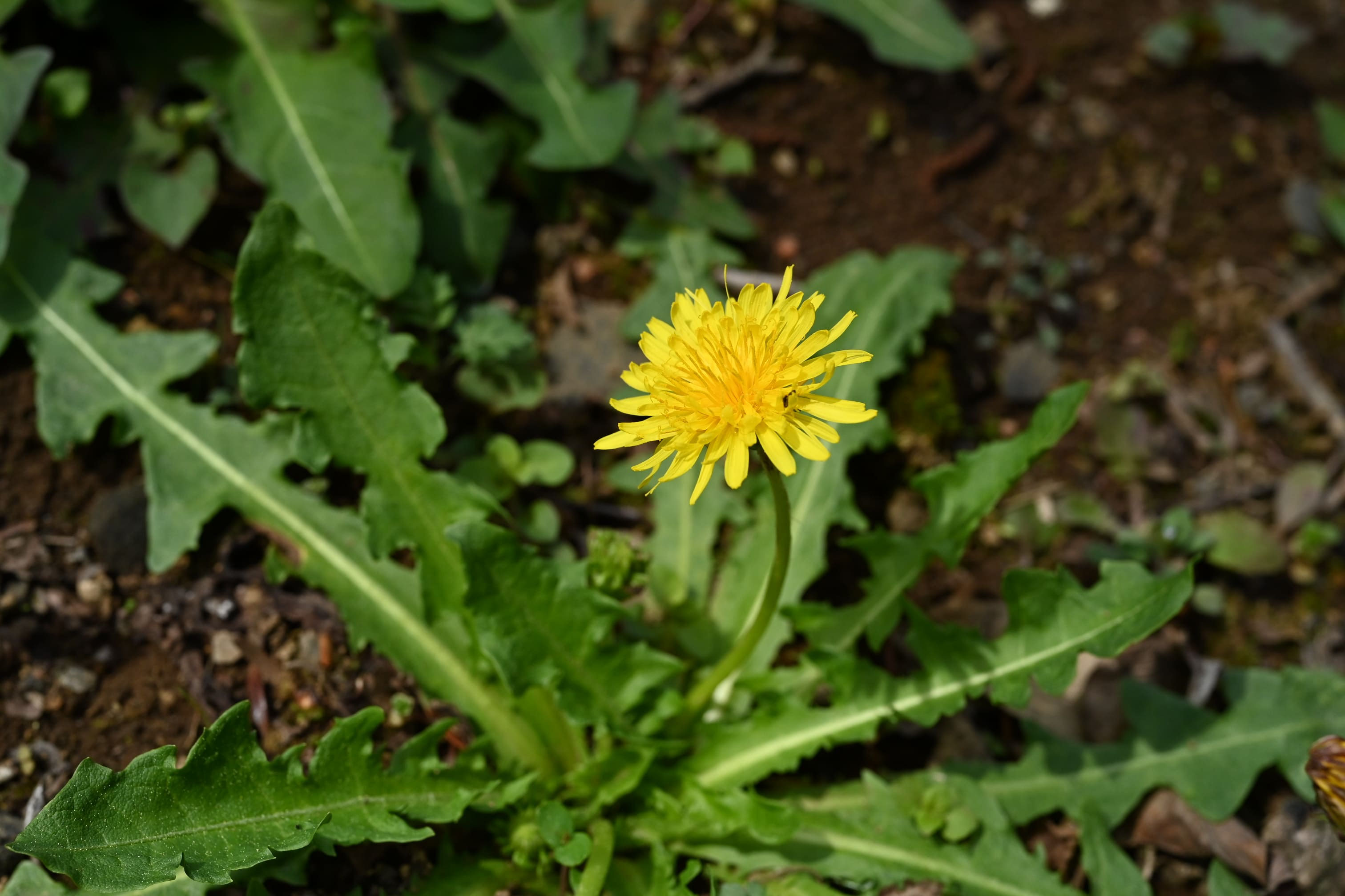 たんぽぽ様の専用ページ タンポポ | 植物図鑑 - ボタニーク