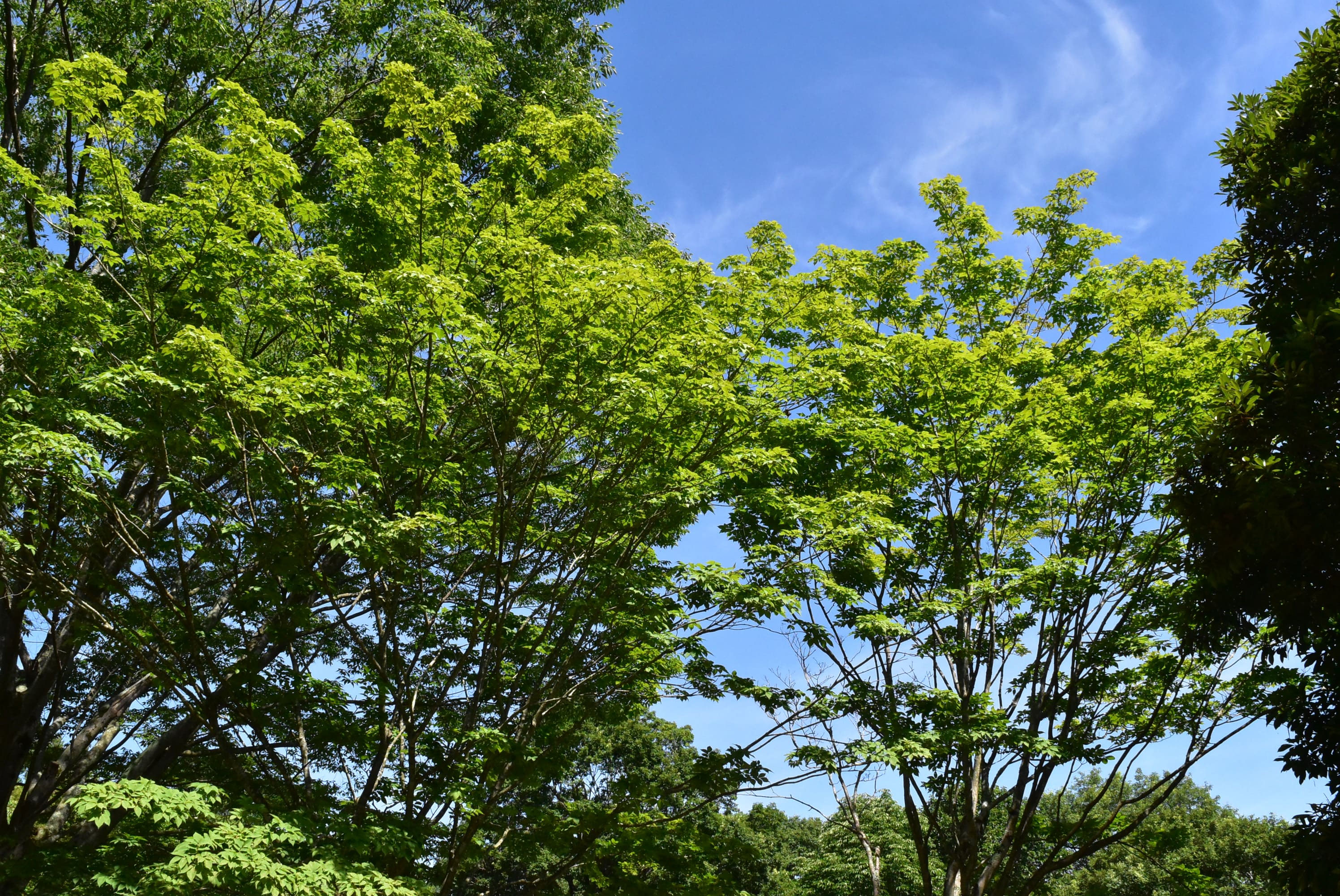 ヤチダモ - 庭木図鑑 植木ペディア