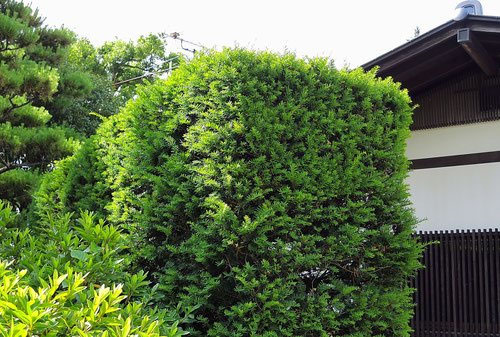 イチイの木 オンコ 庭木 植木 常緑樹 苗木 小型 ポット栽培 オンコの木