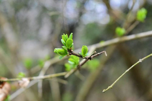 イボタノキ - 庭木図鑑 植木ペディア