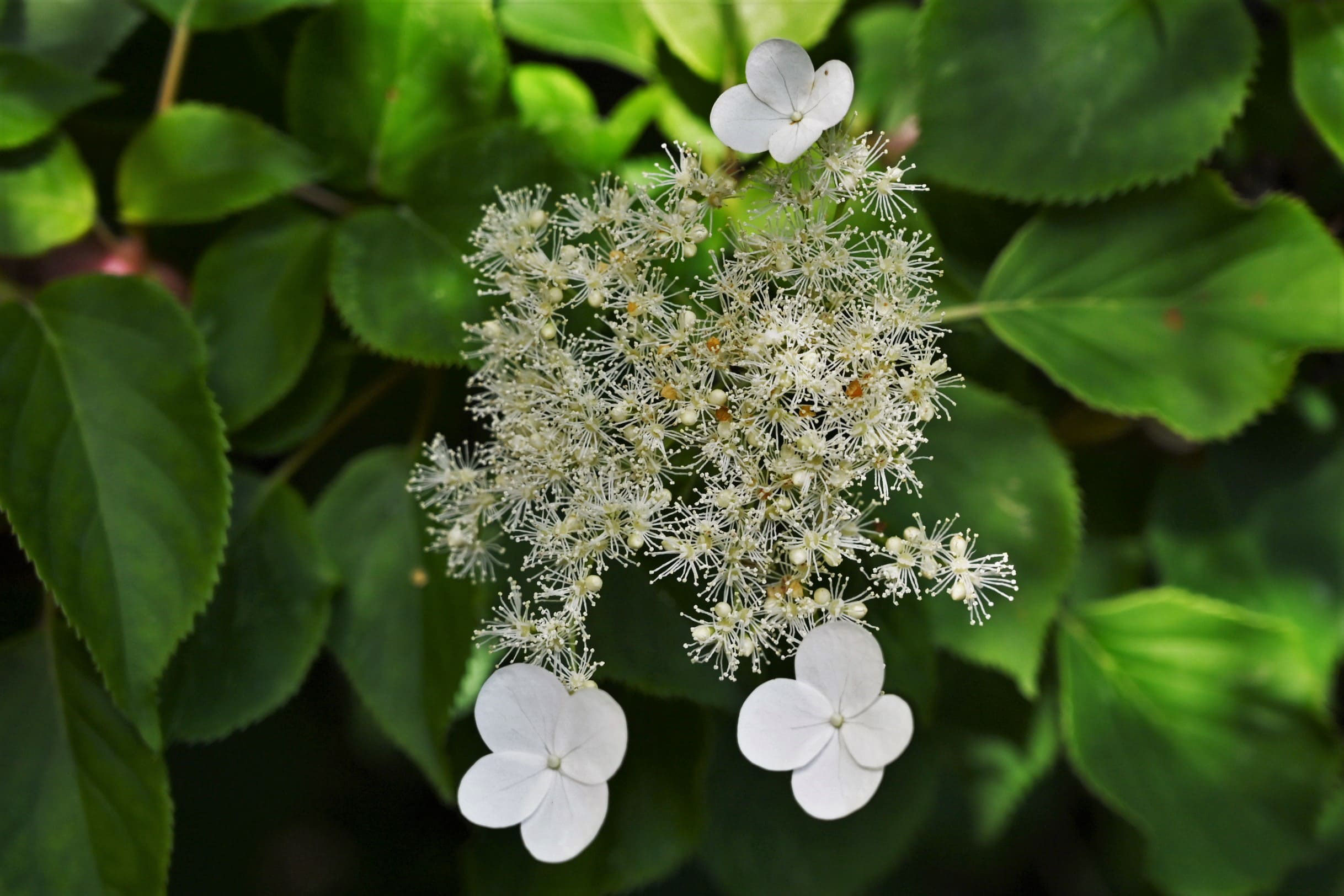 ツルアジサイ つるあじさい 蔓紫陽花 庭木図鑑 植木ペディア
