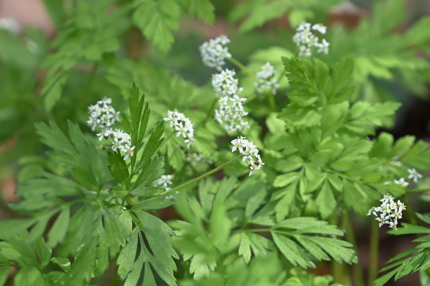 セリ せり 芹 庭木図鑑 植木ペディア