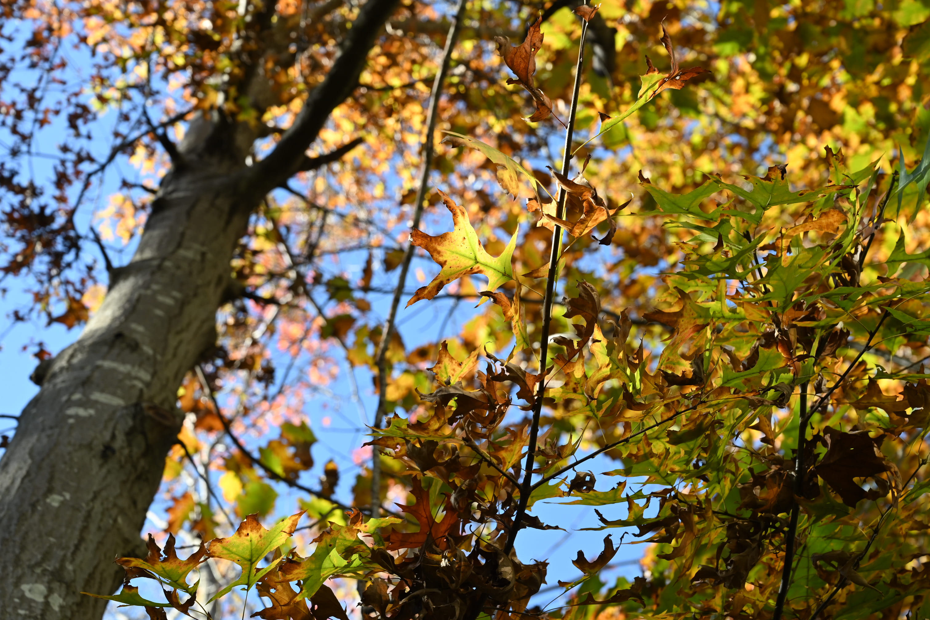 アメリカガシワ 庭木図鑑 植木ペディア