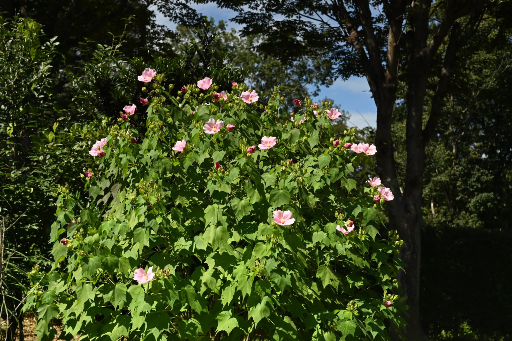 芙蓉と南天　ふよう　植木　ガーデニング 芙蓉 ふよう 植木 ガーデニング