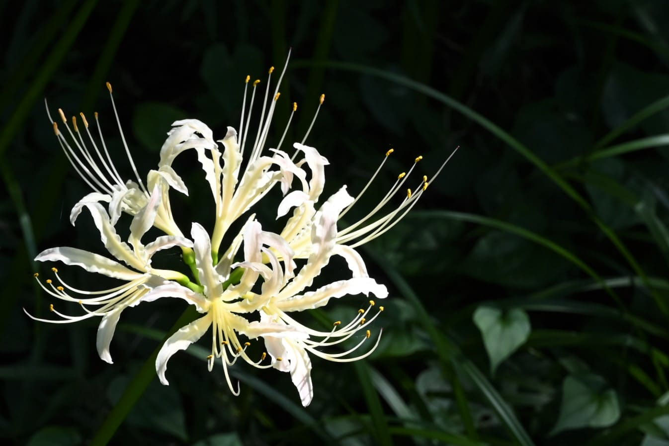 ヒガンバナ 彼岸花 庭木図鑑 植木ペディア ヒガンバナ 彼岸花 庭木図鑑 植木ペディア