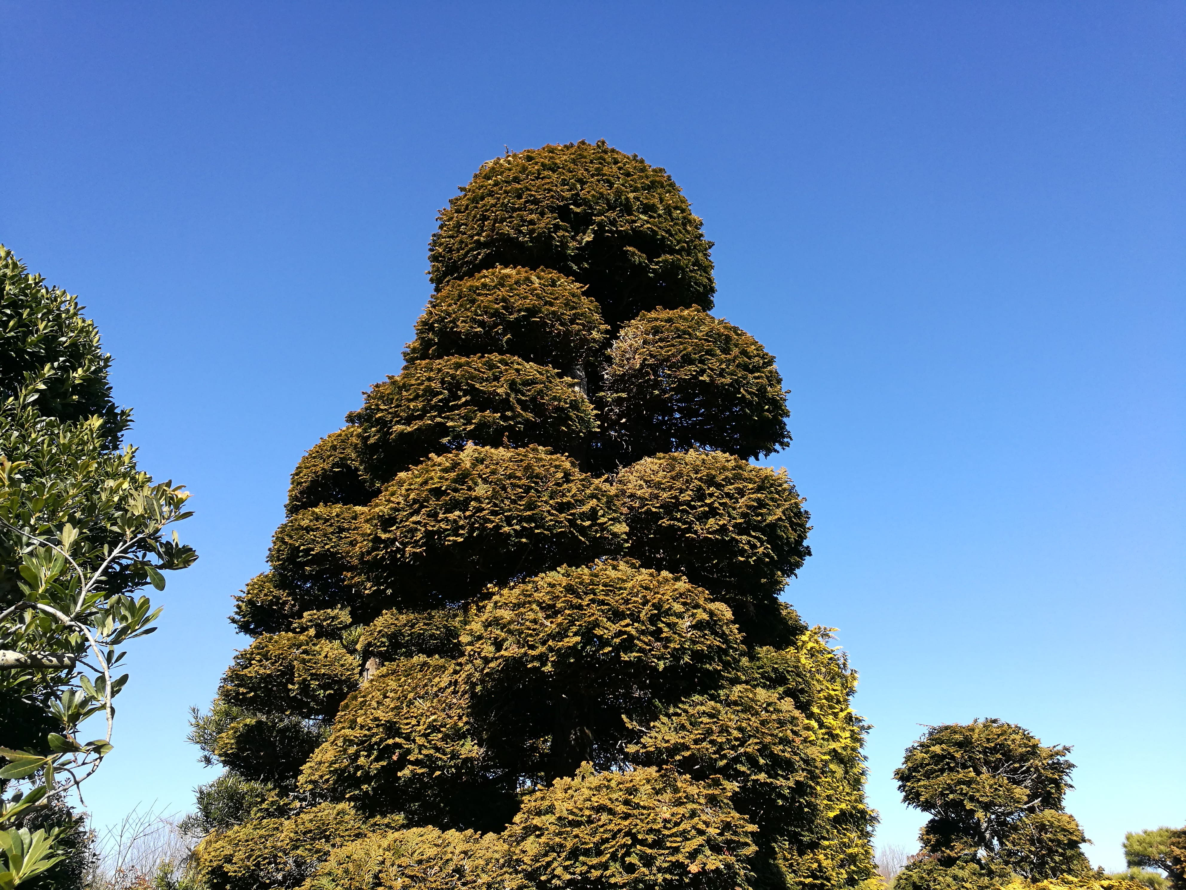 チャボヒバ 矮鶏檜葉 庭木図鑑 植木ペディア チャボヒバ 矮鶏檜葉 庭木図鑑 植木ペディア