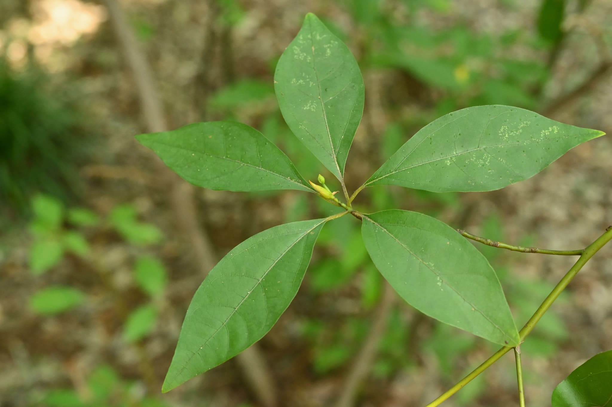 クロモジの木約3m50cm 楽天市場】クロモジ 大 高さ約0.7m（鉢底から) 【サンプル画像