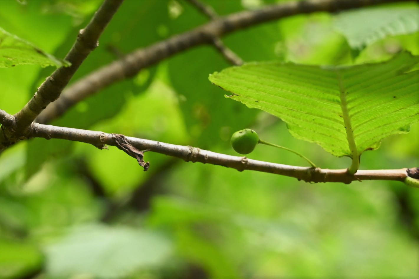クロカンバ くろかんば 黒樺 庭木図鑑 植木ペディア