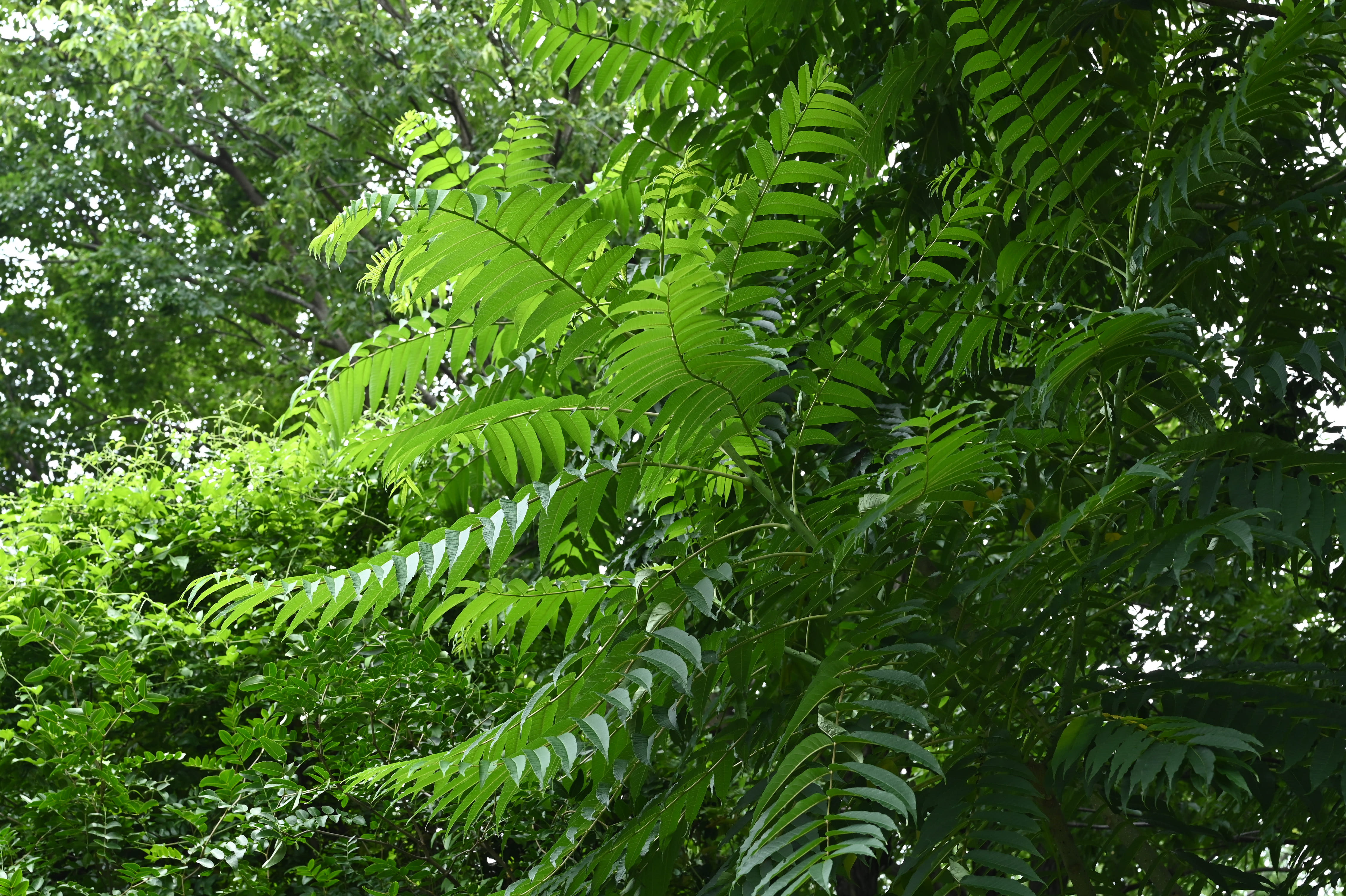 烏山椒ページ 樹木図鑑(カラスザンショウ)