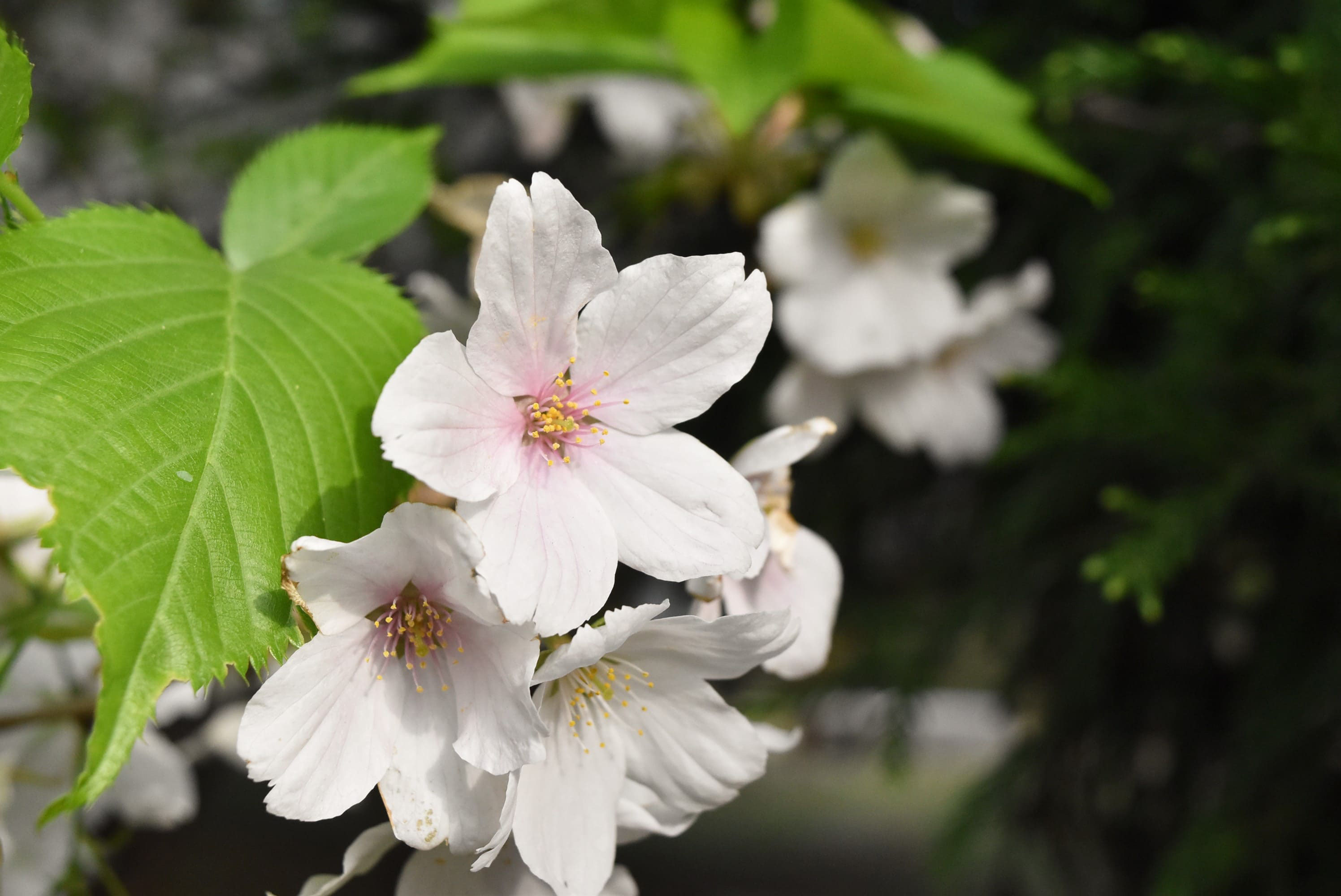 オオシマザクラ 大島桜 庭木図鑑 植木ペディア