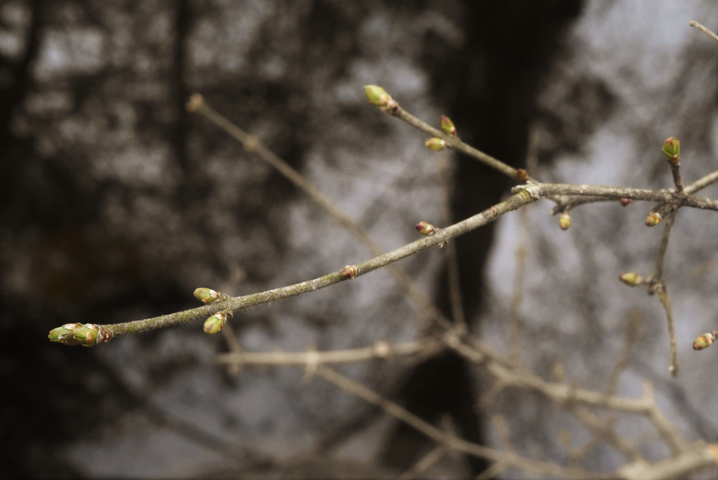 イボタノキ - 庭木図鑑 植木ペディア