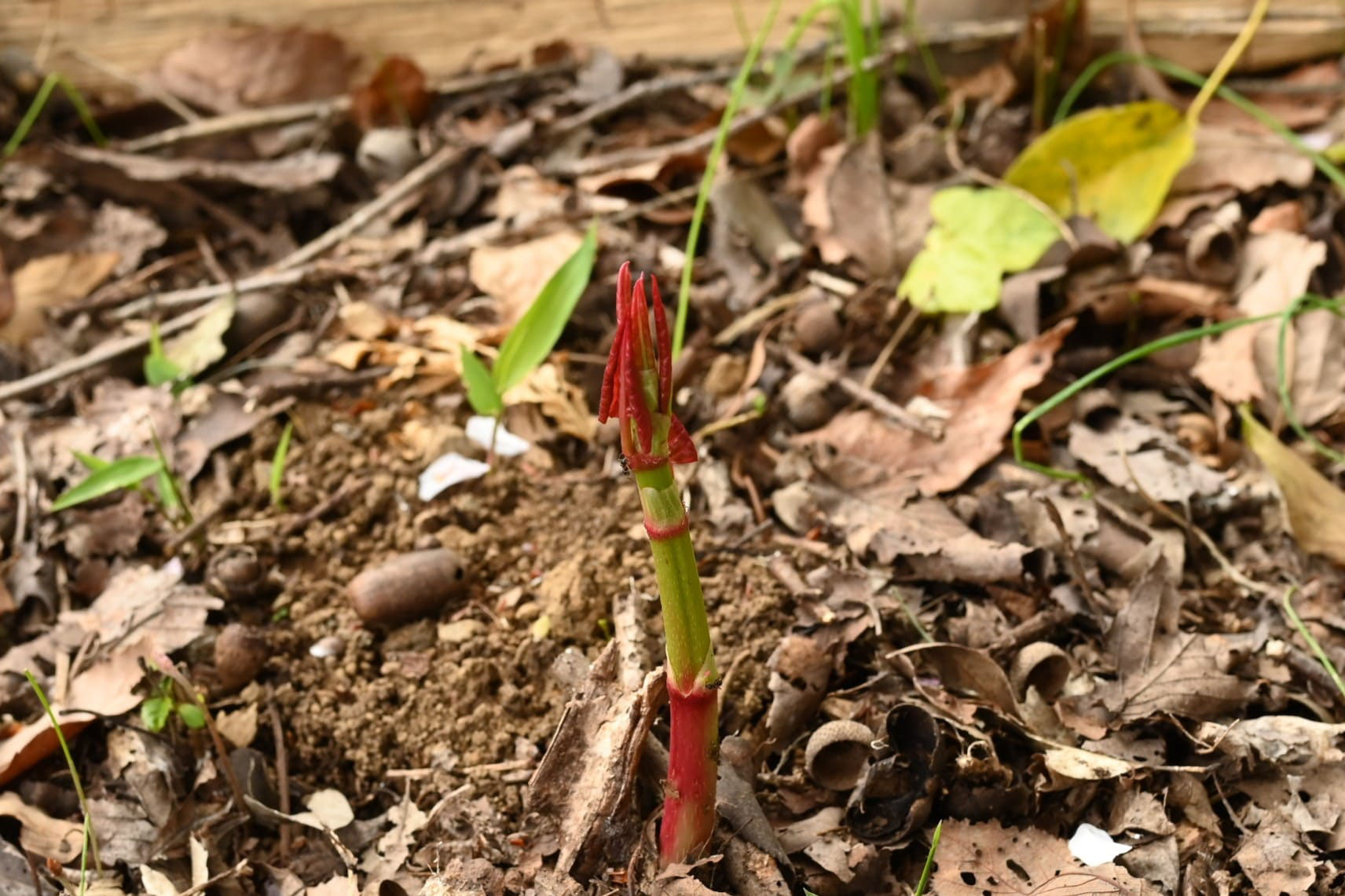 イタドリ 虎杖 庭木図鑑 植木ペディア
