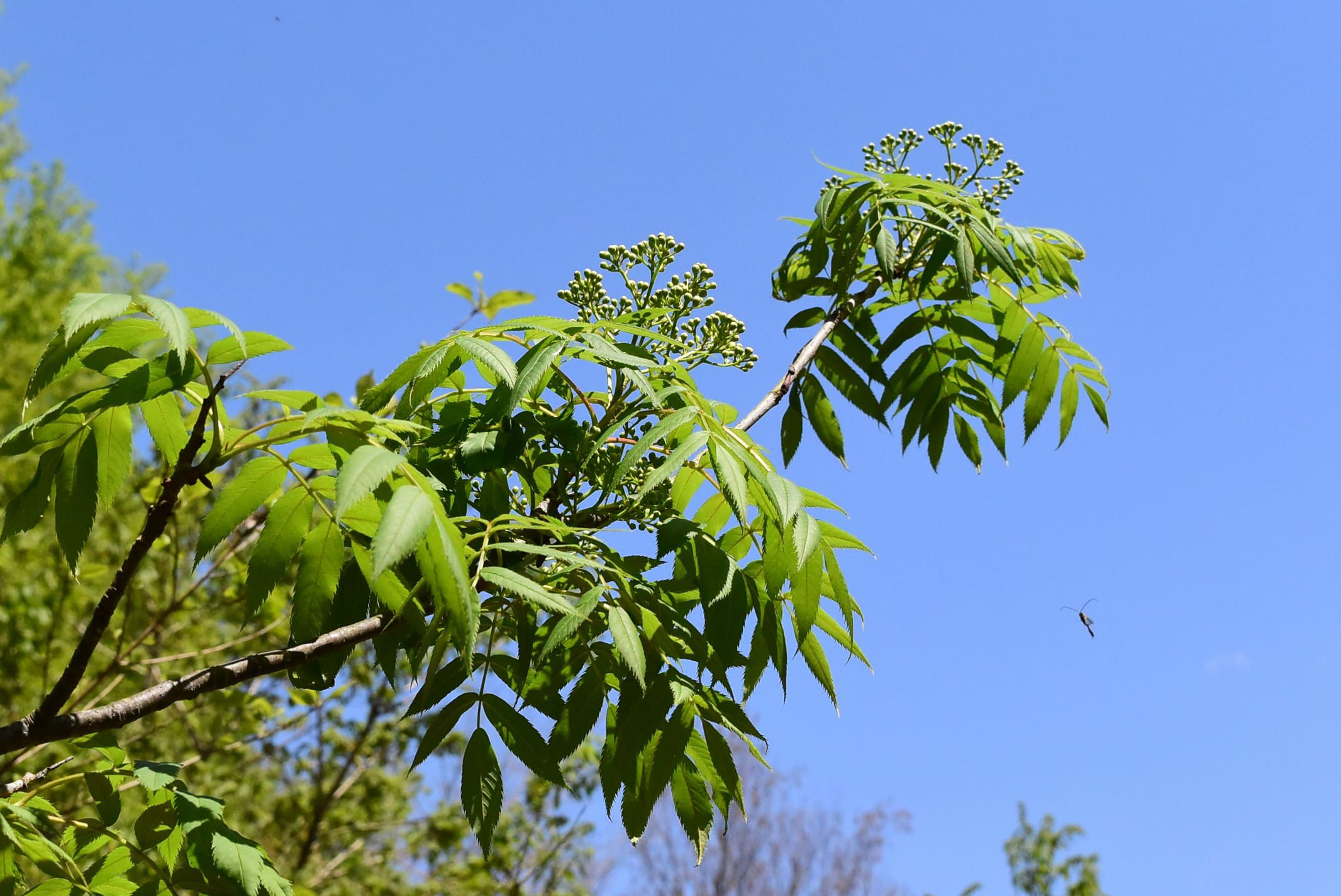ナナカマド 七竈 庭木図鑑 植木ペディア