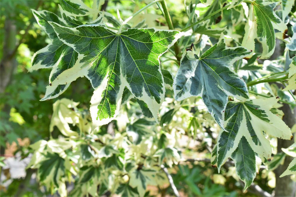 モミジバフウ 紅葉葉楓 庭木図鑑 植木ペディア