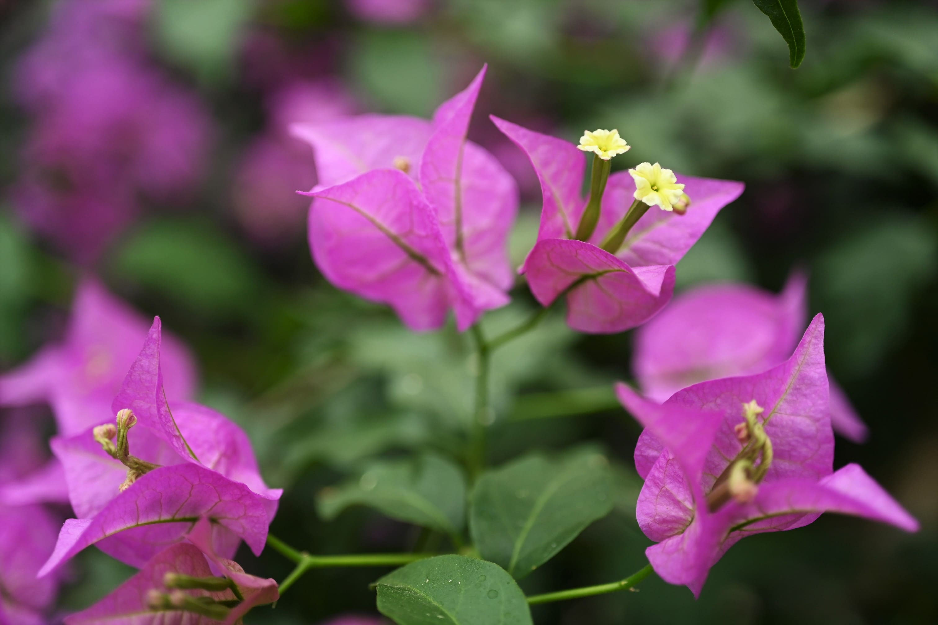 ブーゲンビレア／ぶーげんびれあ - 庭木図鑑 植木ペディア
