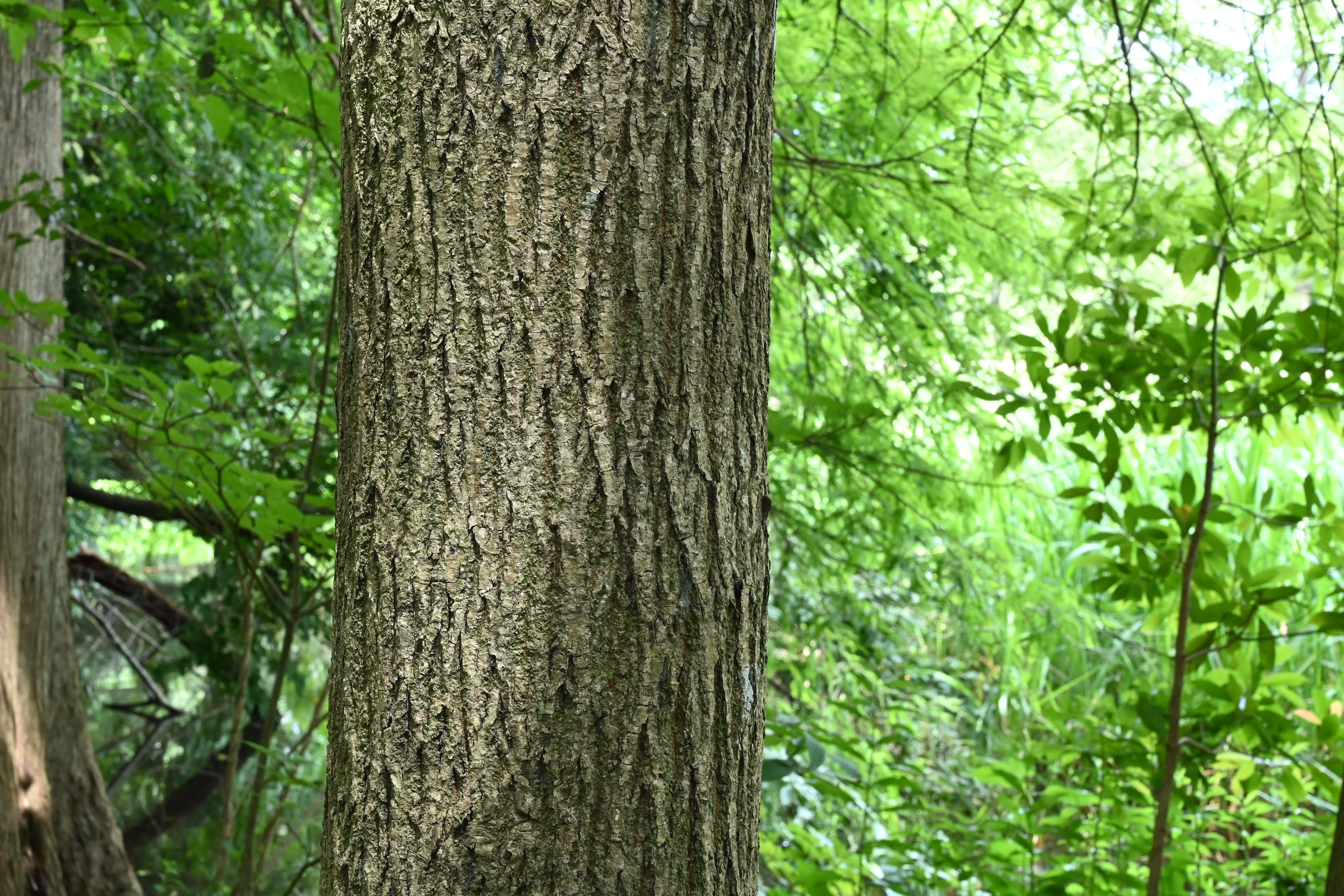 ヤチダモ 庭木図鑑 植木ペディア ヤチダモ 庭木図鑑 植木ペディア